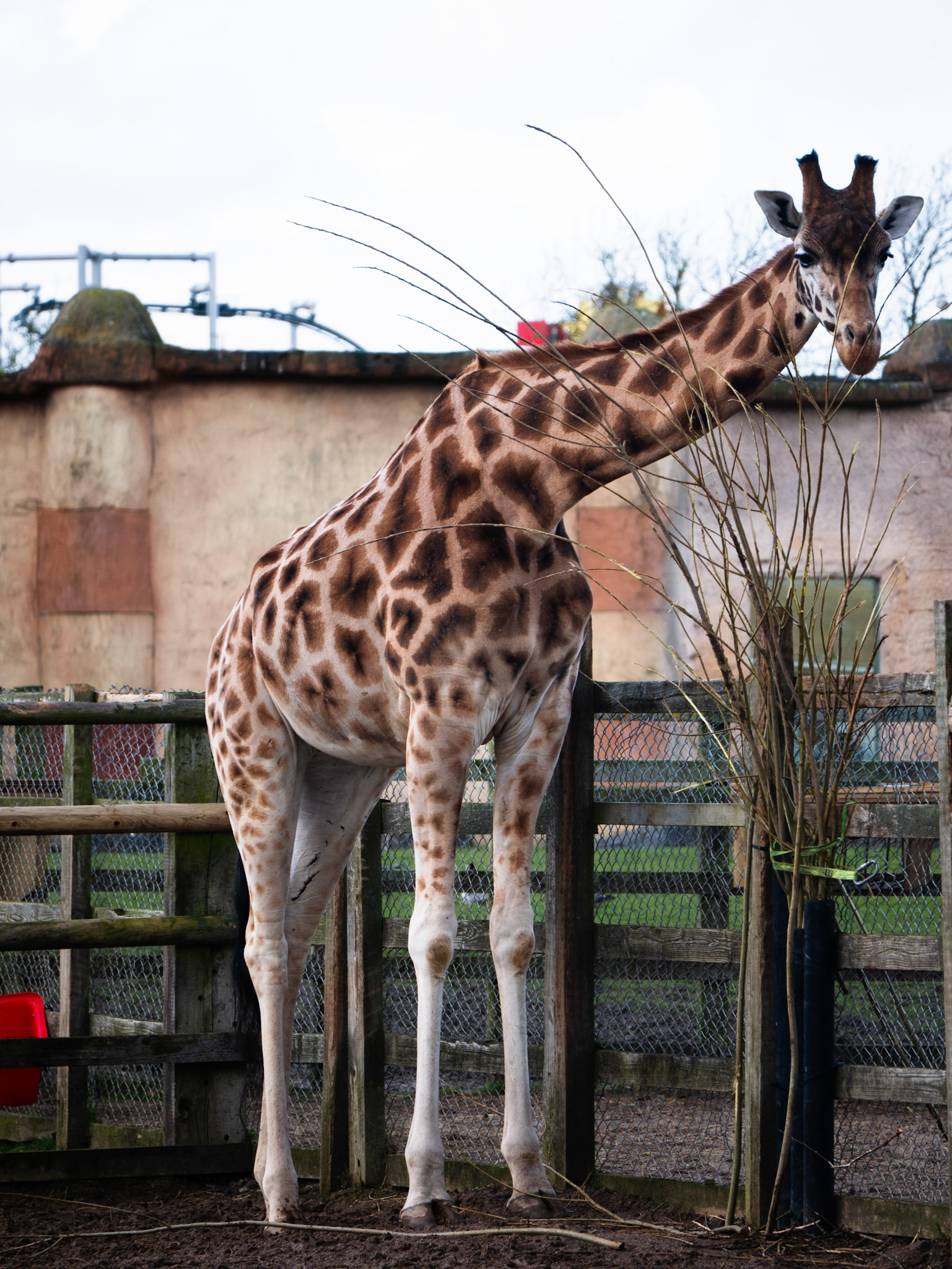 a giraffe