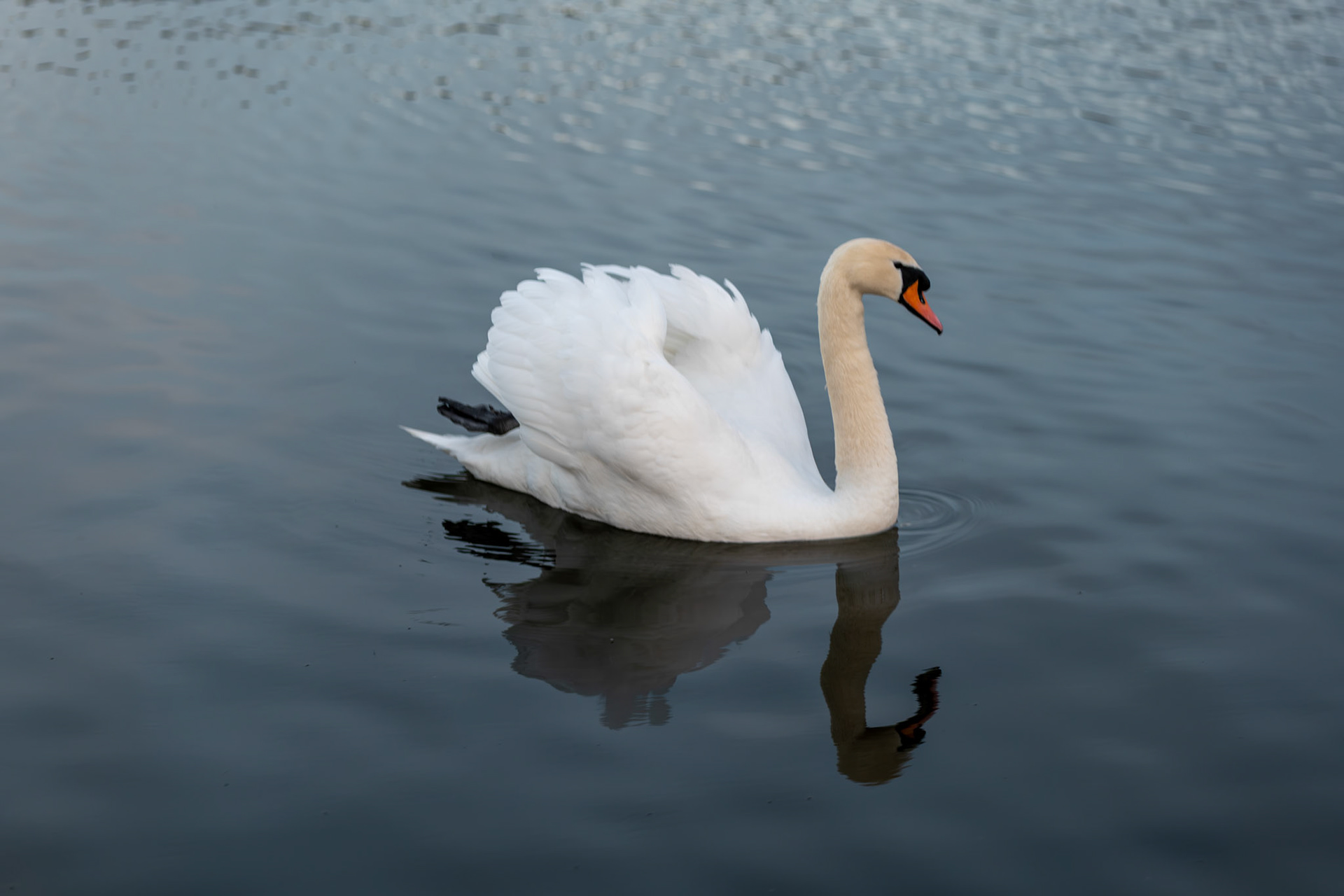 a swan