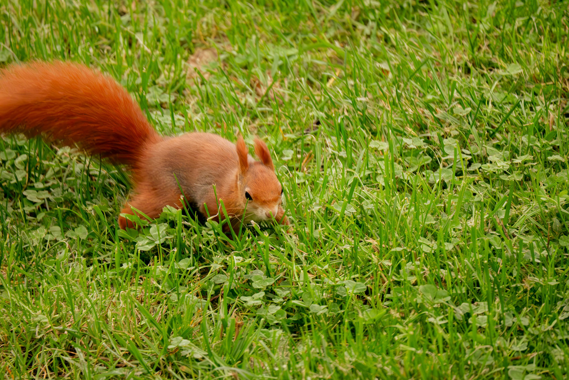 red squirrel at Northumberland zoo