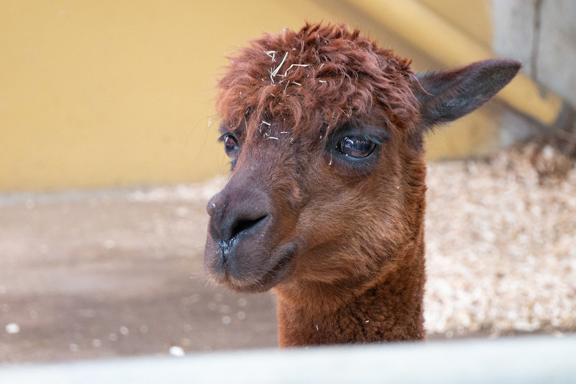 alpaca at Northumberland zoo