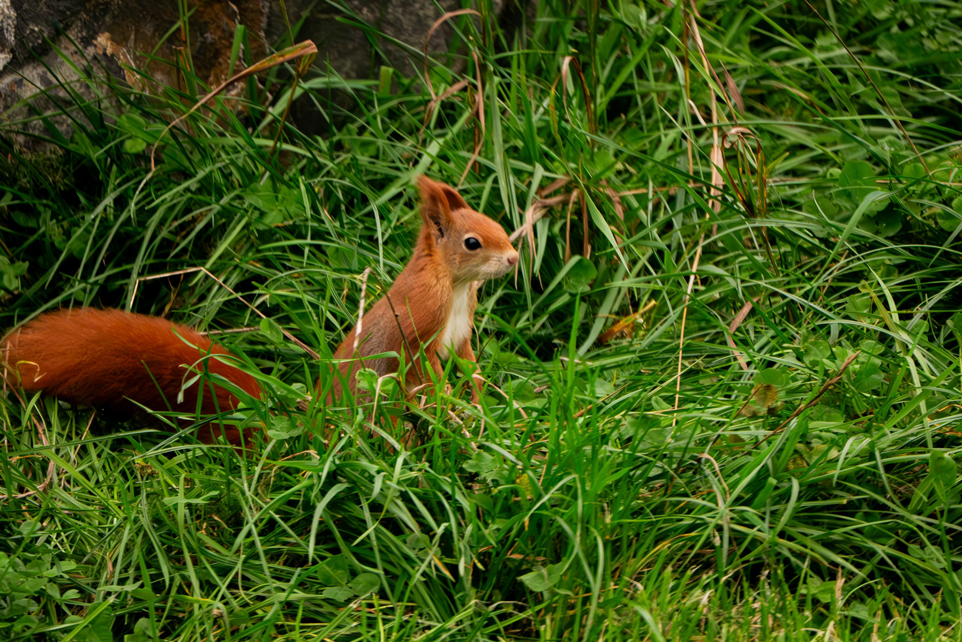 red squirrel at Northumberland zoo