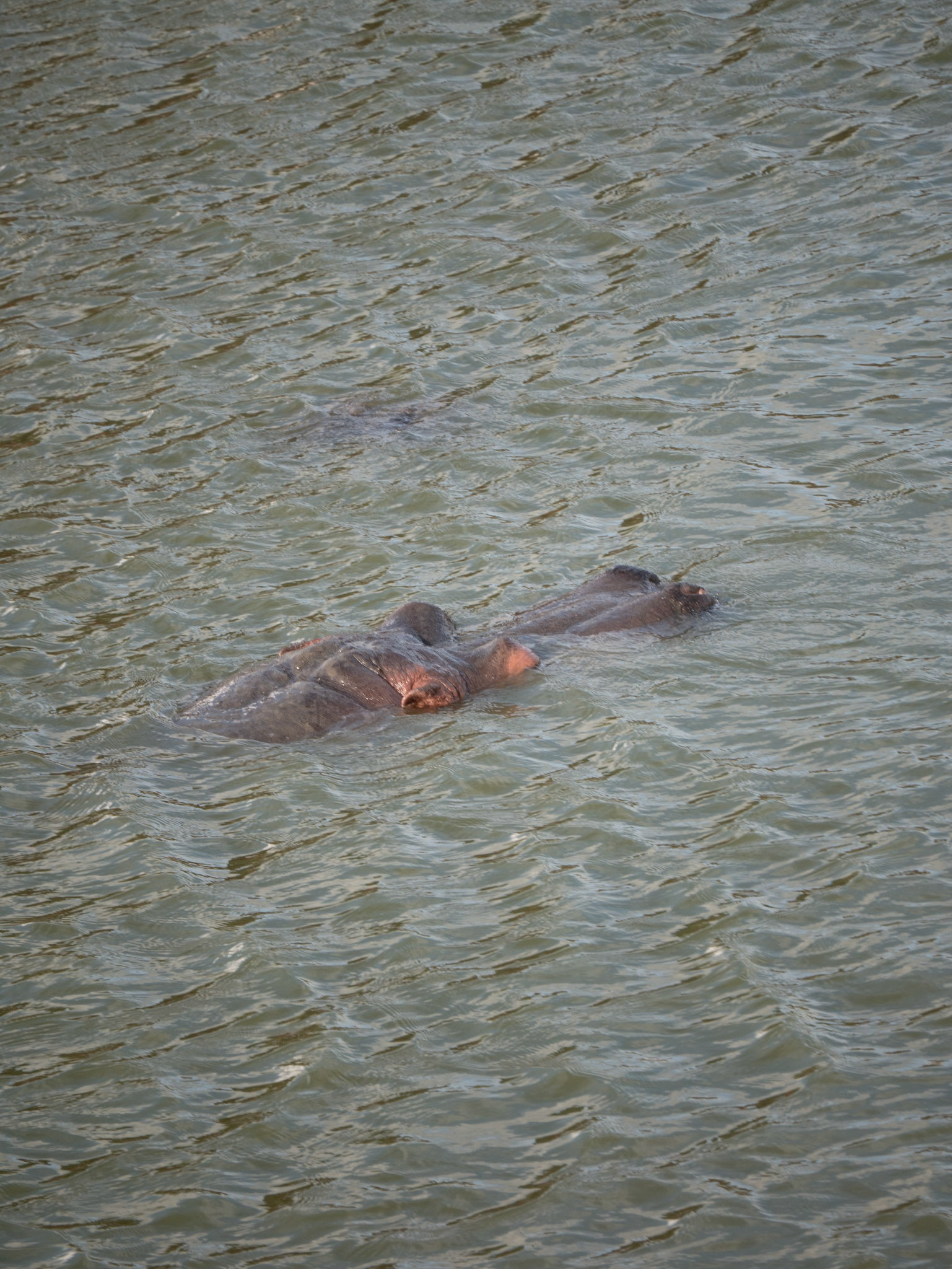 hippo