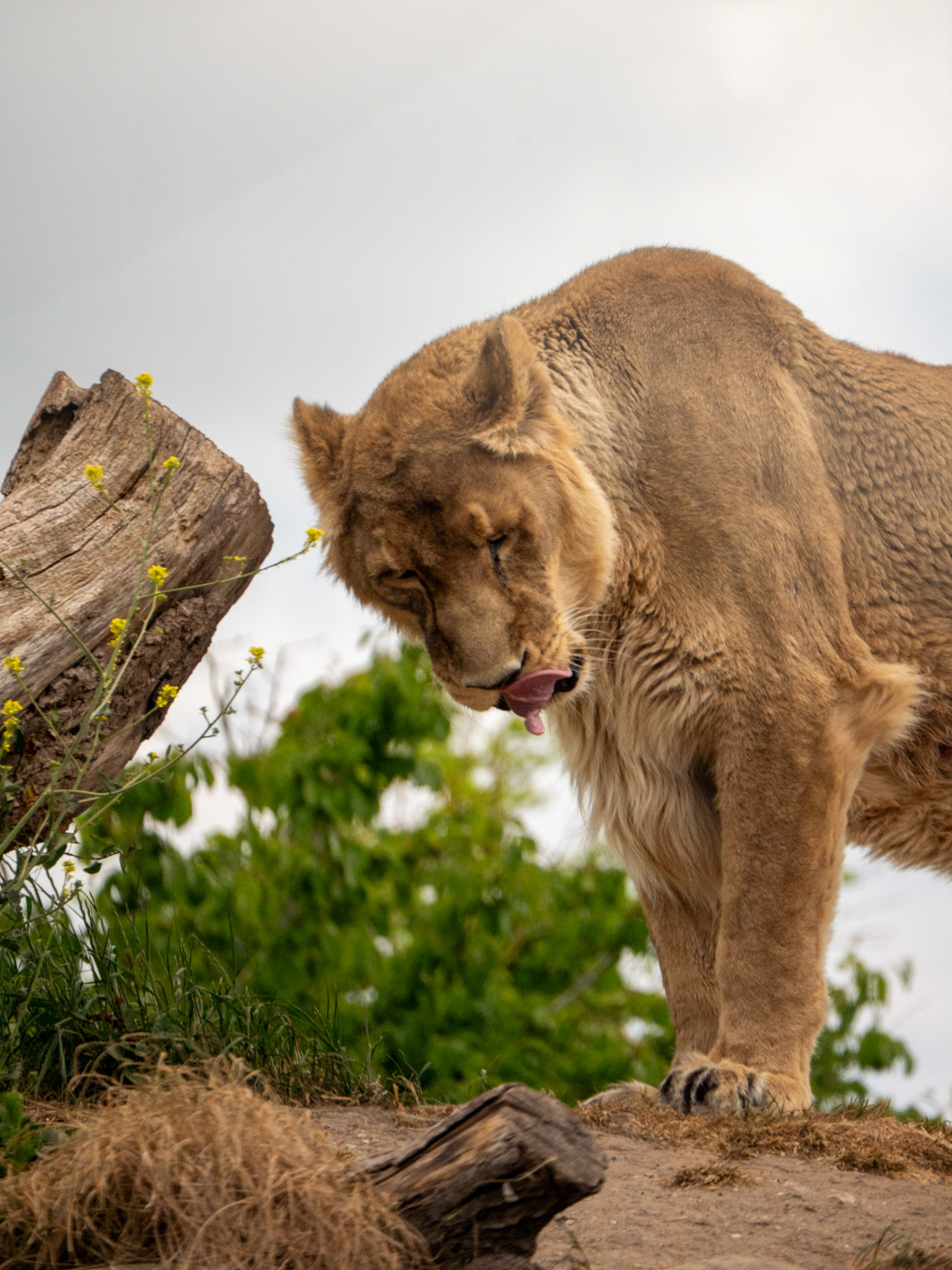 lion at Chester zoo