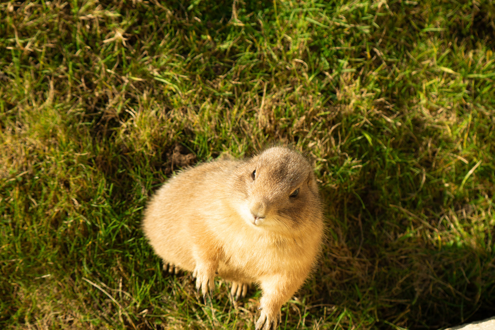 a prairie dog at Northumberland zoo
