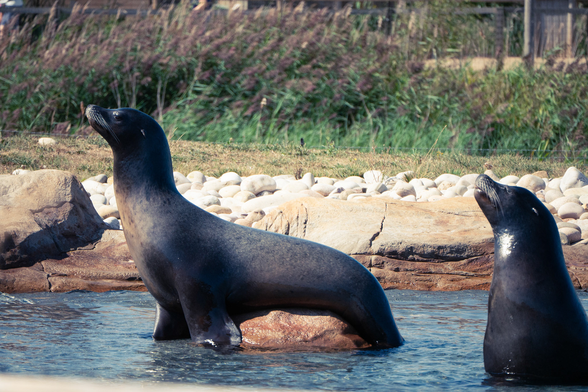 2 sea lions at Yorkshire wildlife park 
