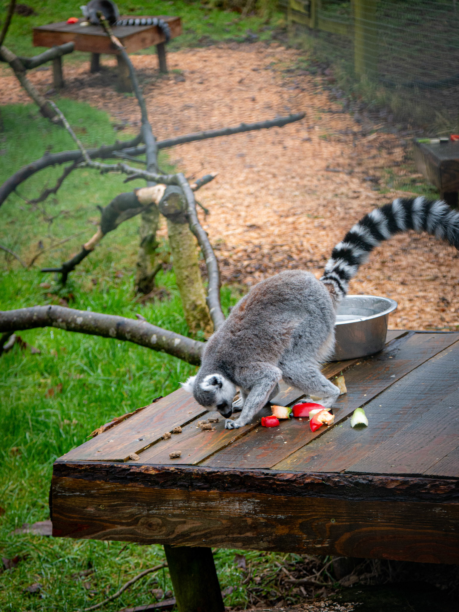 lemur at Northumberland zoo