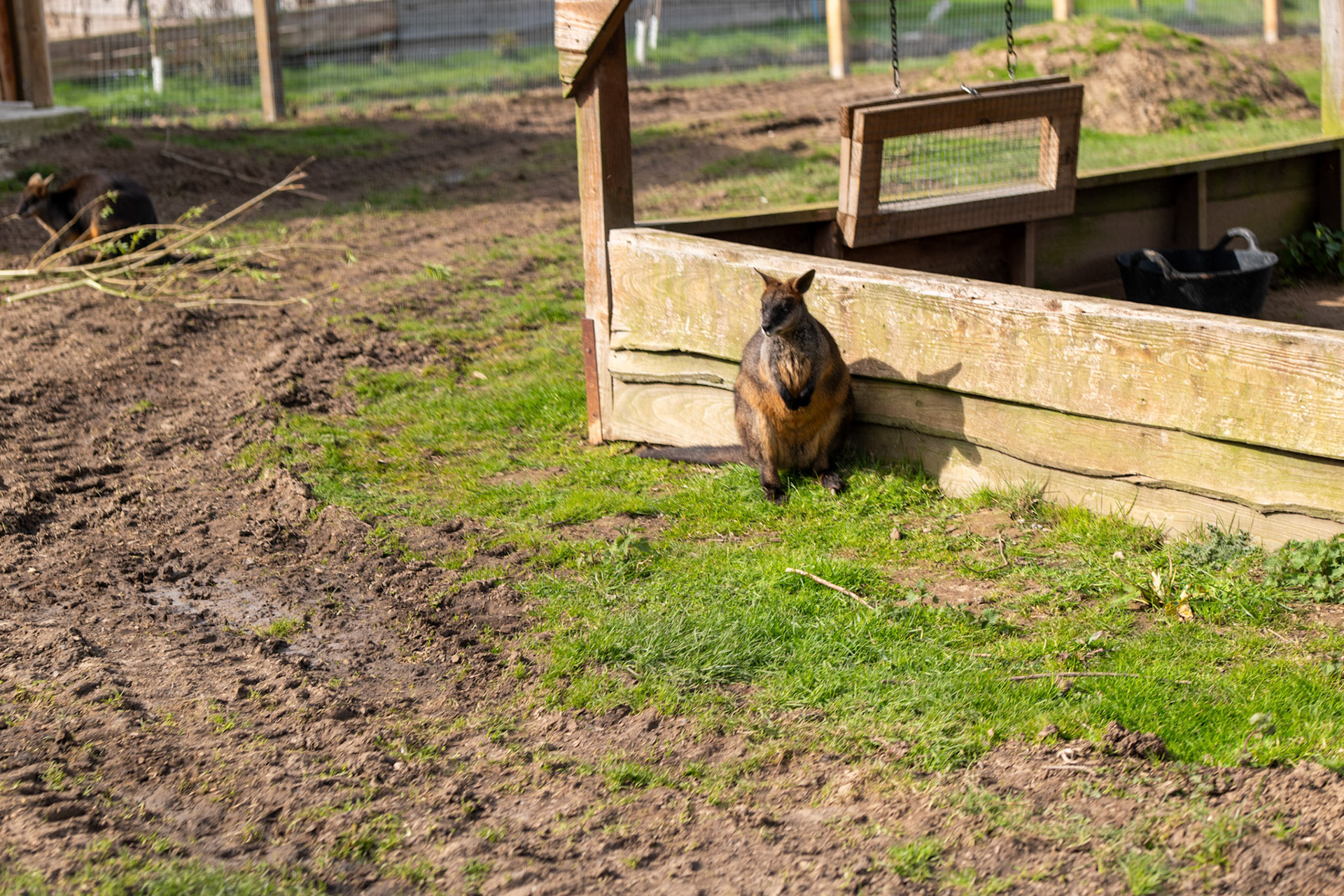 a wallaby 