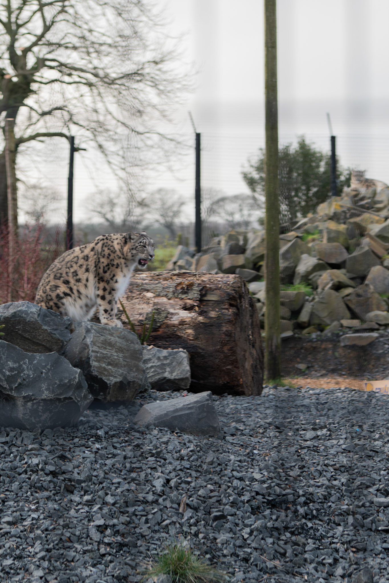  at Northumberland zoo