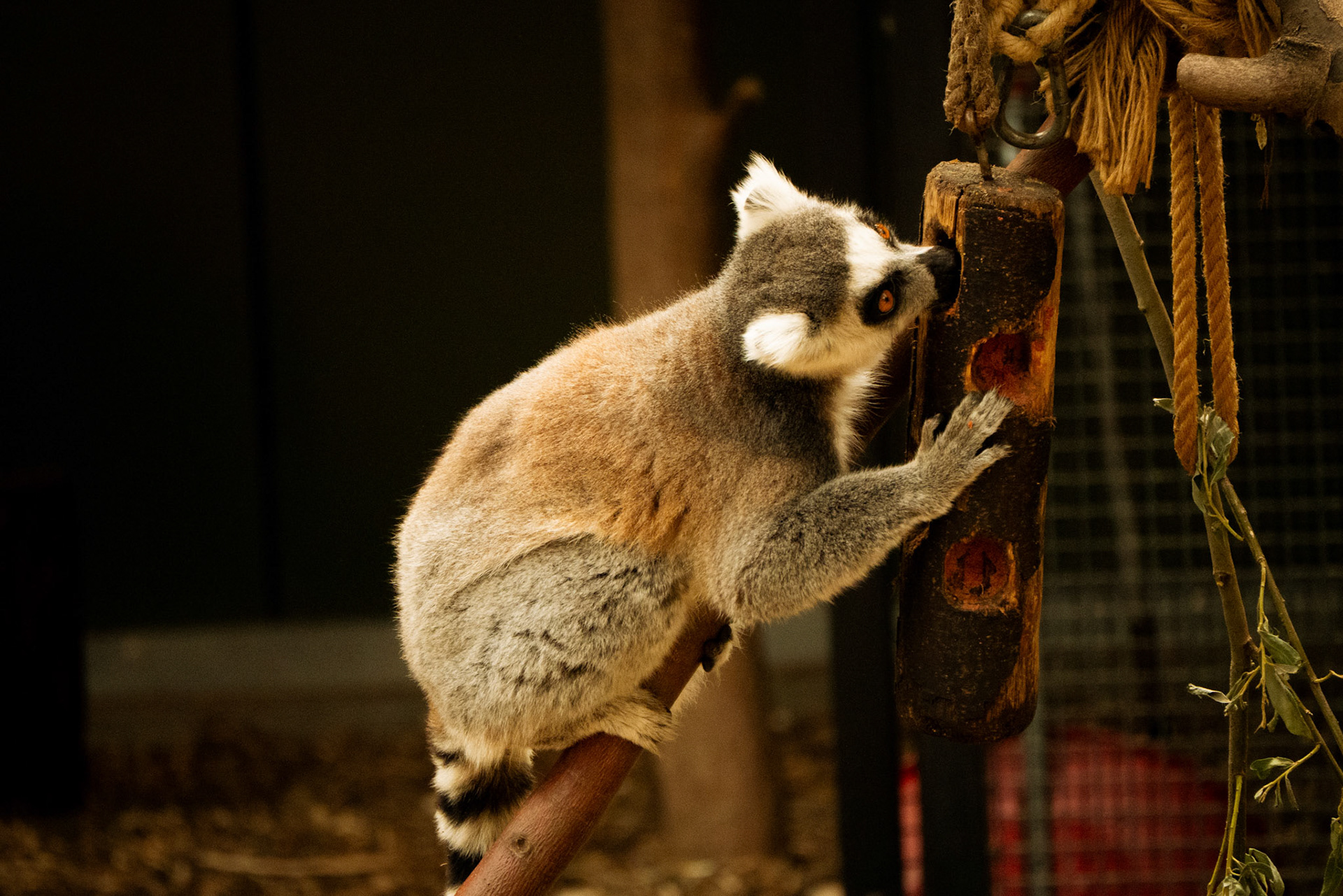 a lemur at Yorkshire wildlife park 
