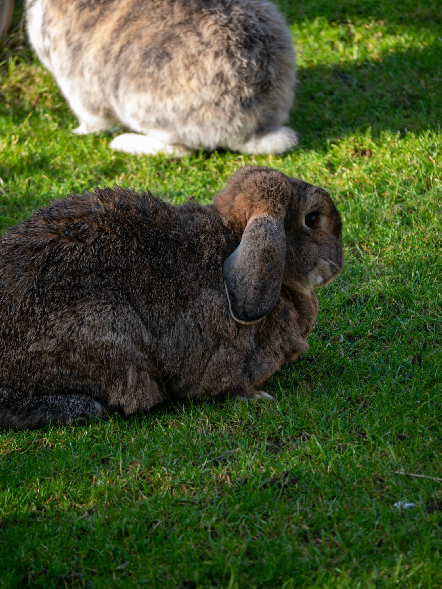 a rabbit 
