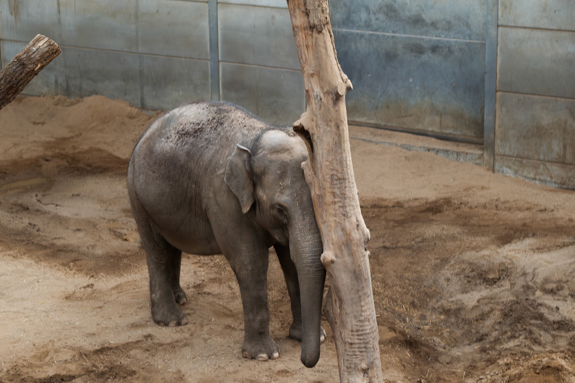 elephant at Blackpool zoo 