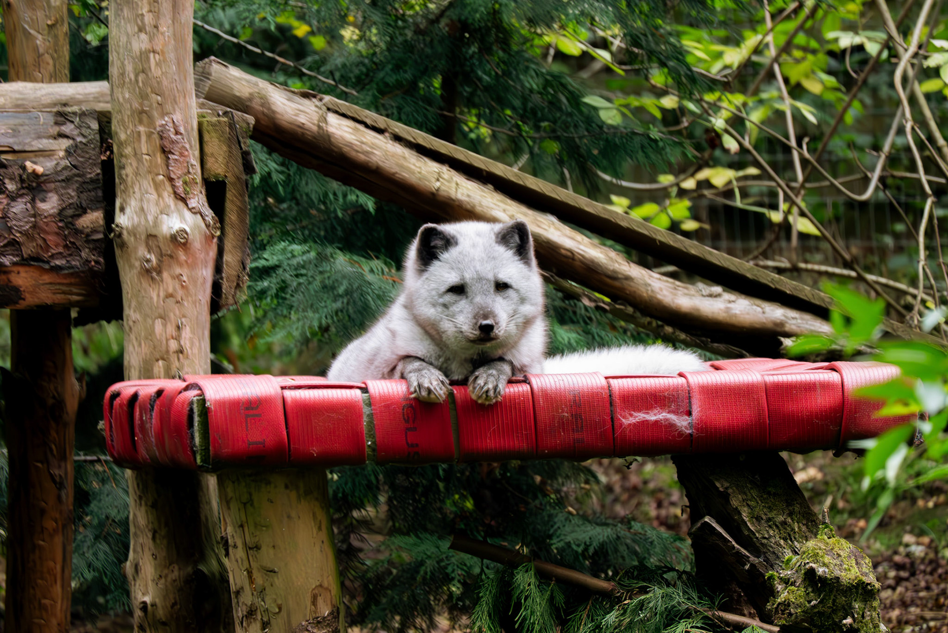 artic fox at Northumberland zoo