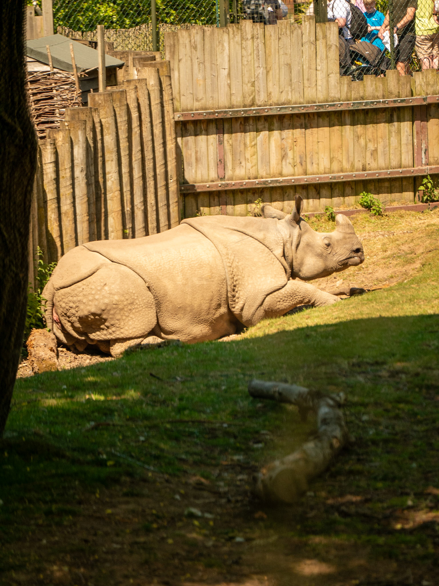 rino at Chester zoo