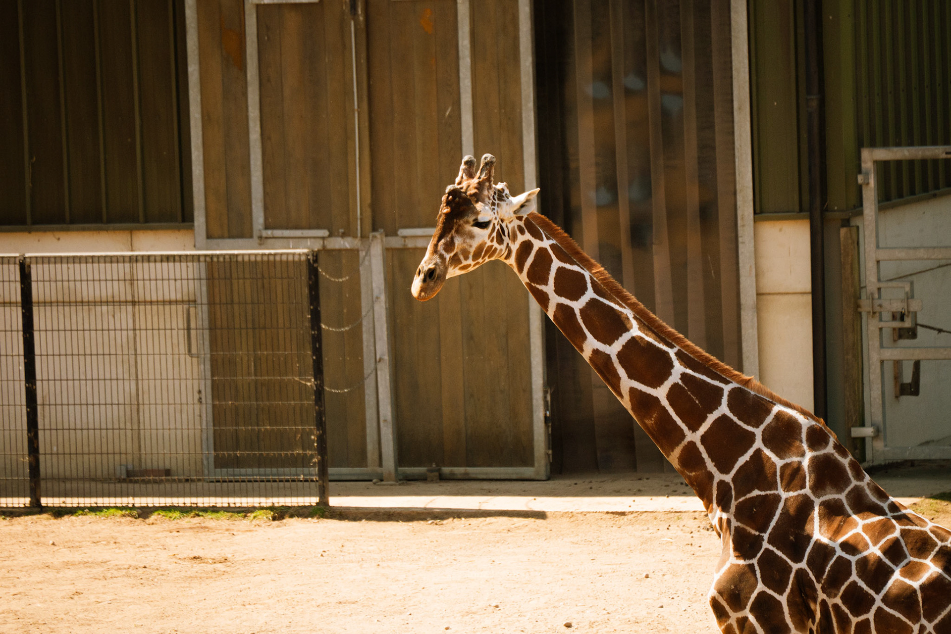 a giraffe at Yorkshire wildlife park 