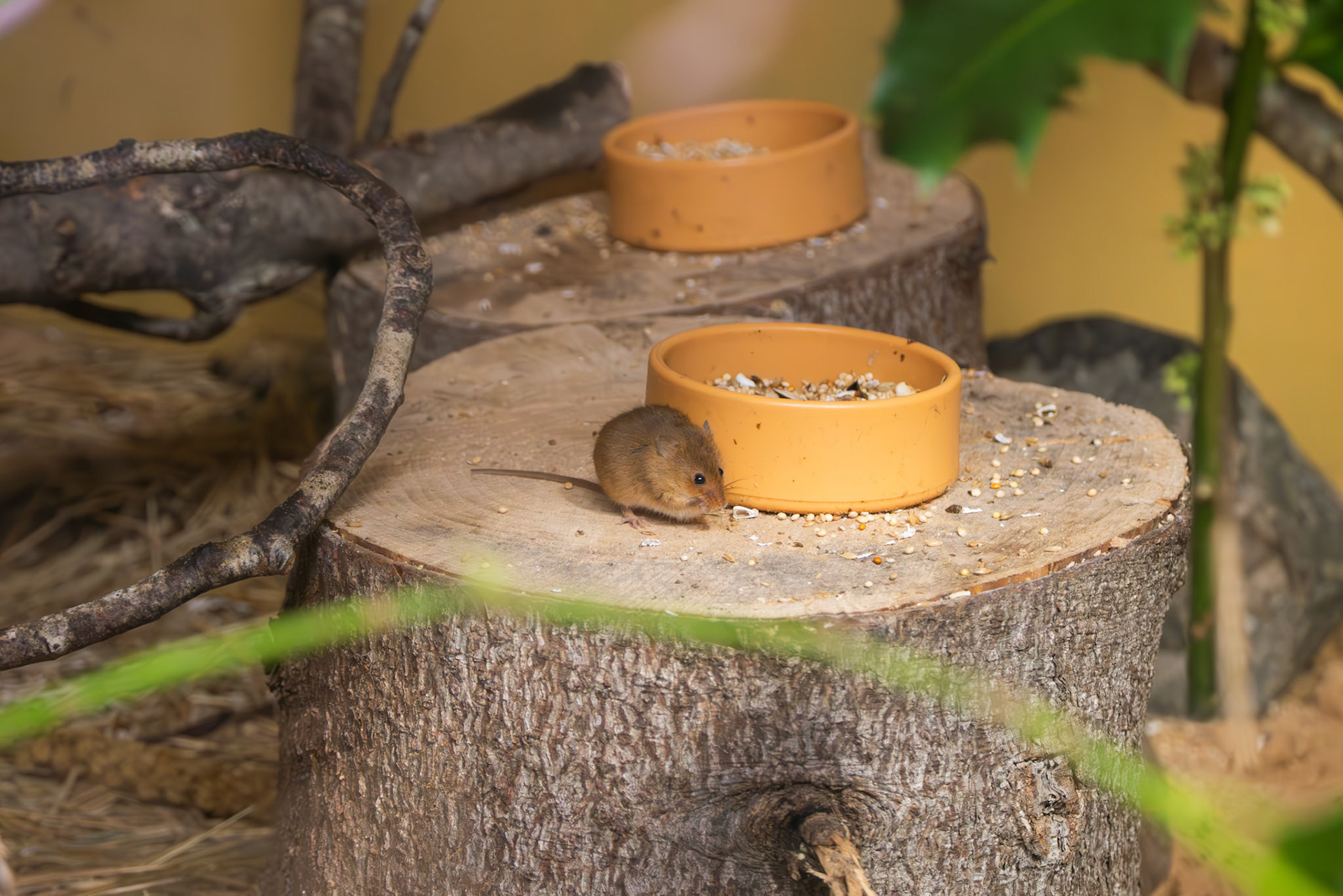 a mouse at Northumberland zoo