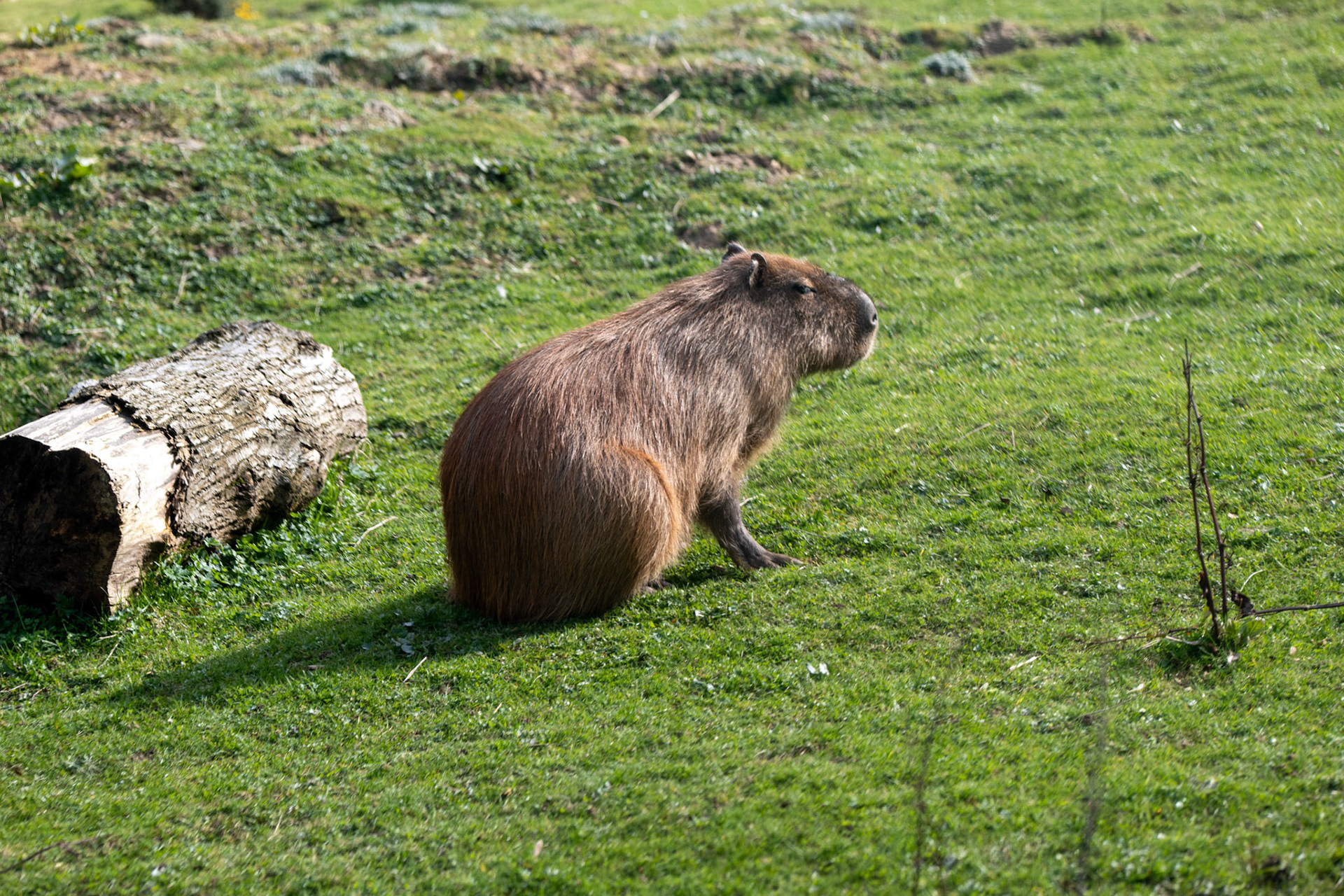 a capybara