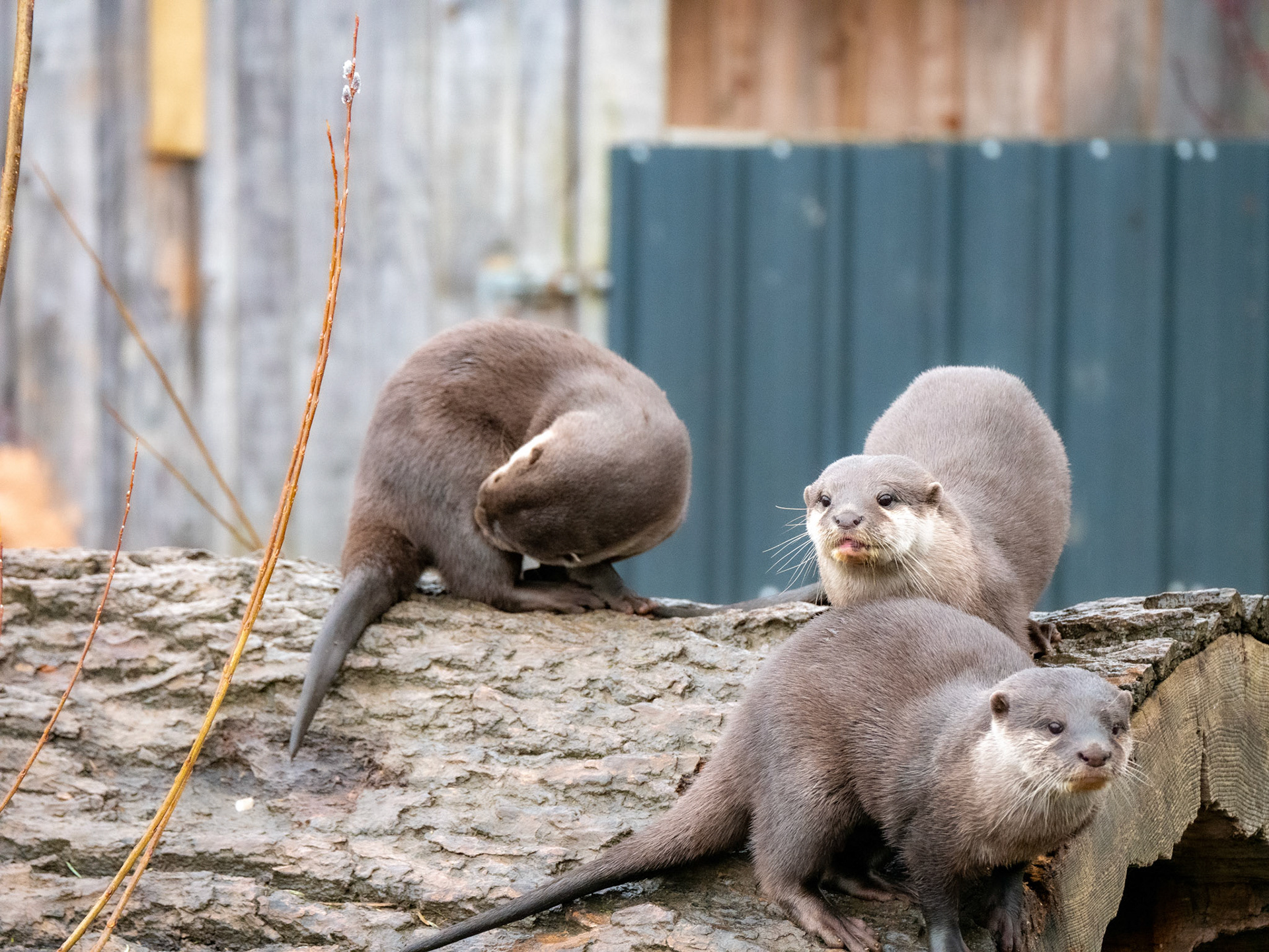 a otter  at Northumberland zoo