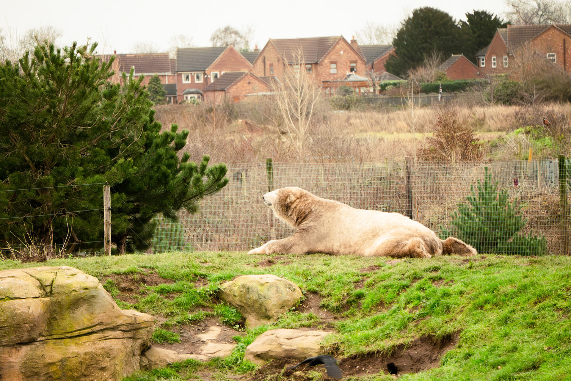 a polar bear at Yorkshire wildlife park 