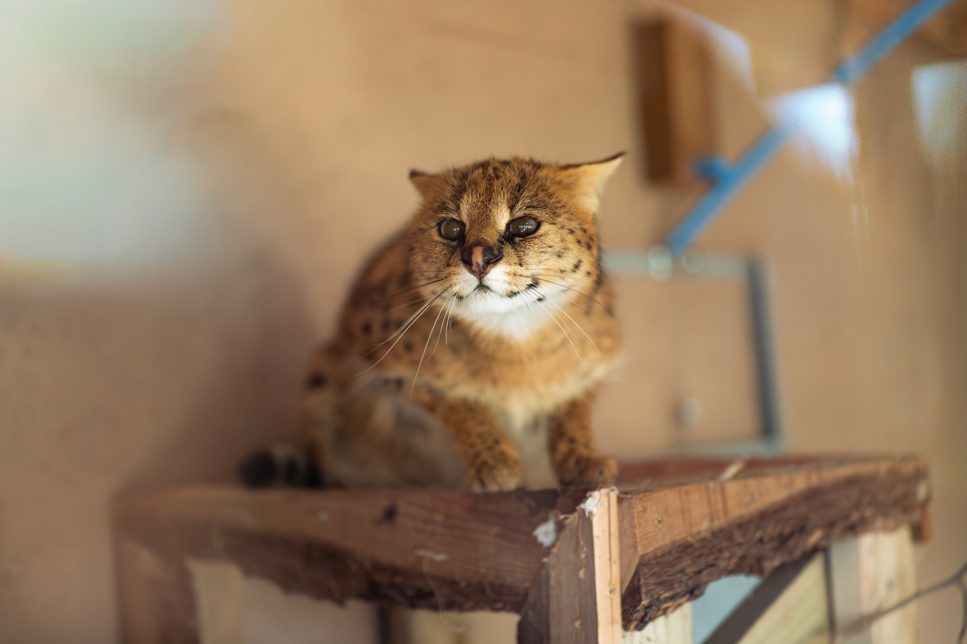 a serval at Northumberland zoo