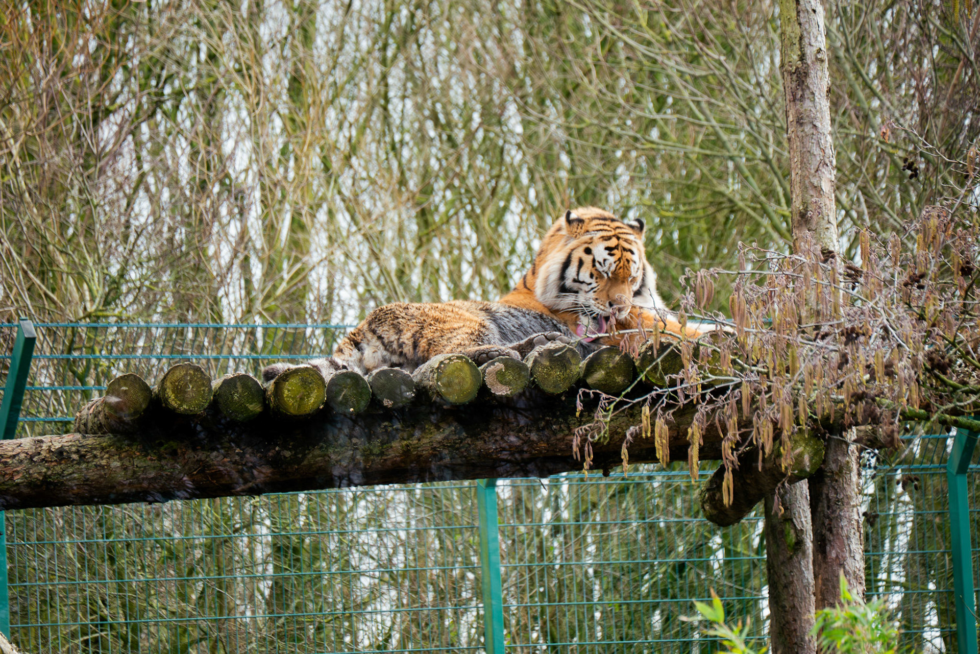 tiger at Blackpool zoo 