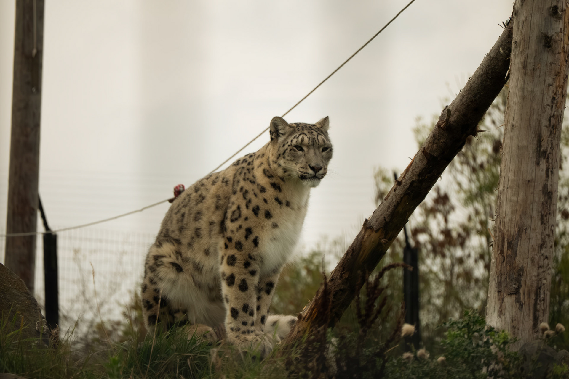 snow leopard at at Northumberland zoo