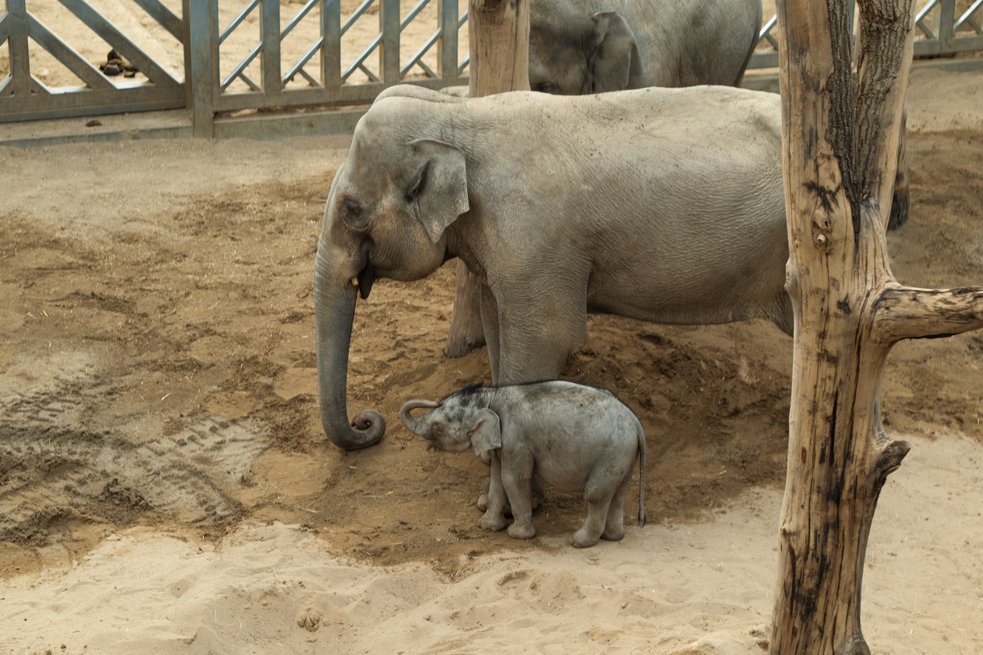 elephant at Blackpool zoo 