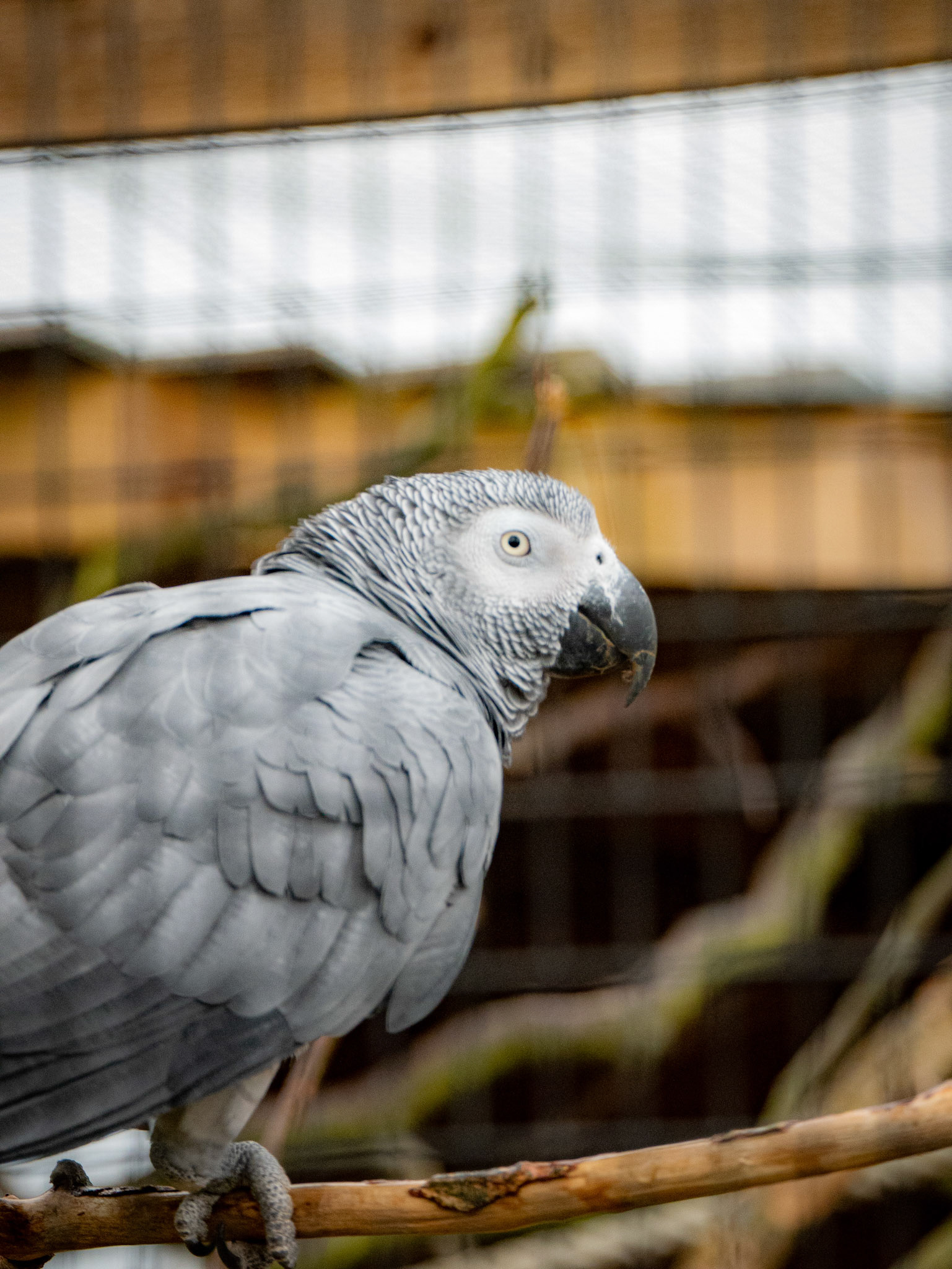 african grey parot at Northumberland zoo