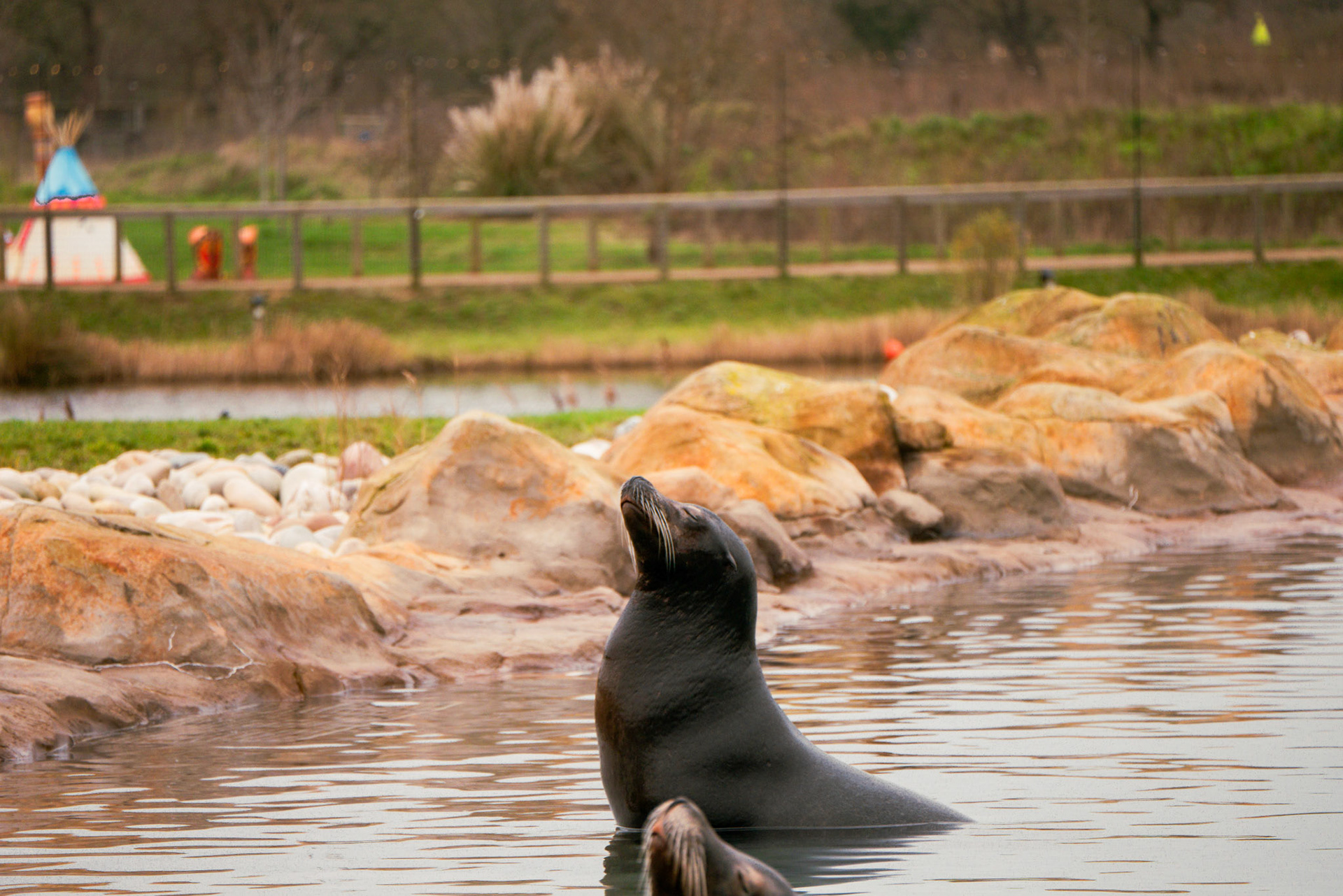 sea lion at Yorkshire wildlife park 