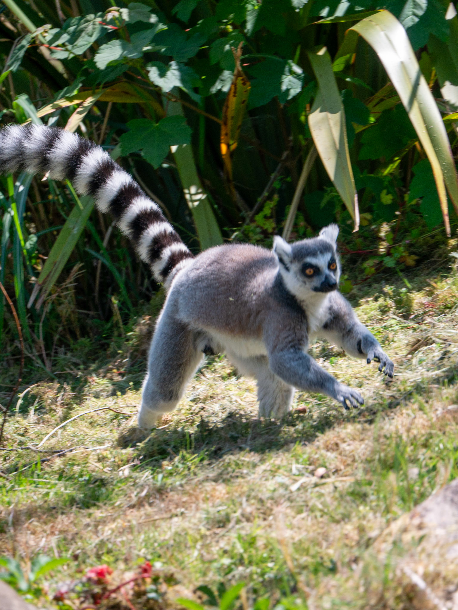 lemur at Chester zoo