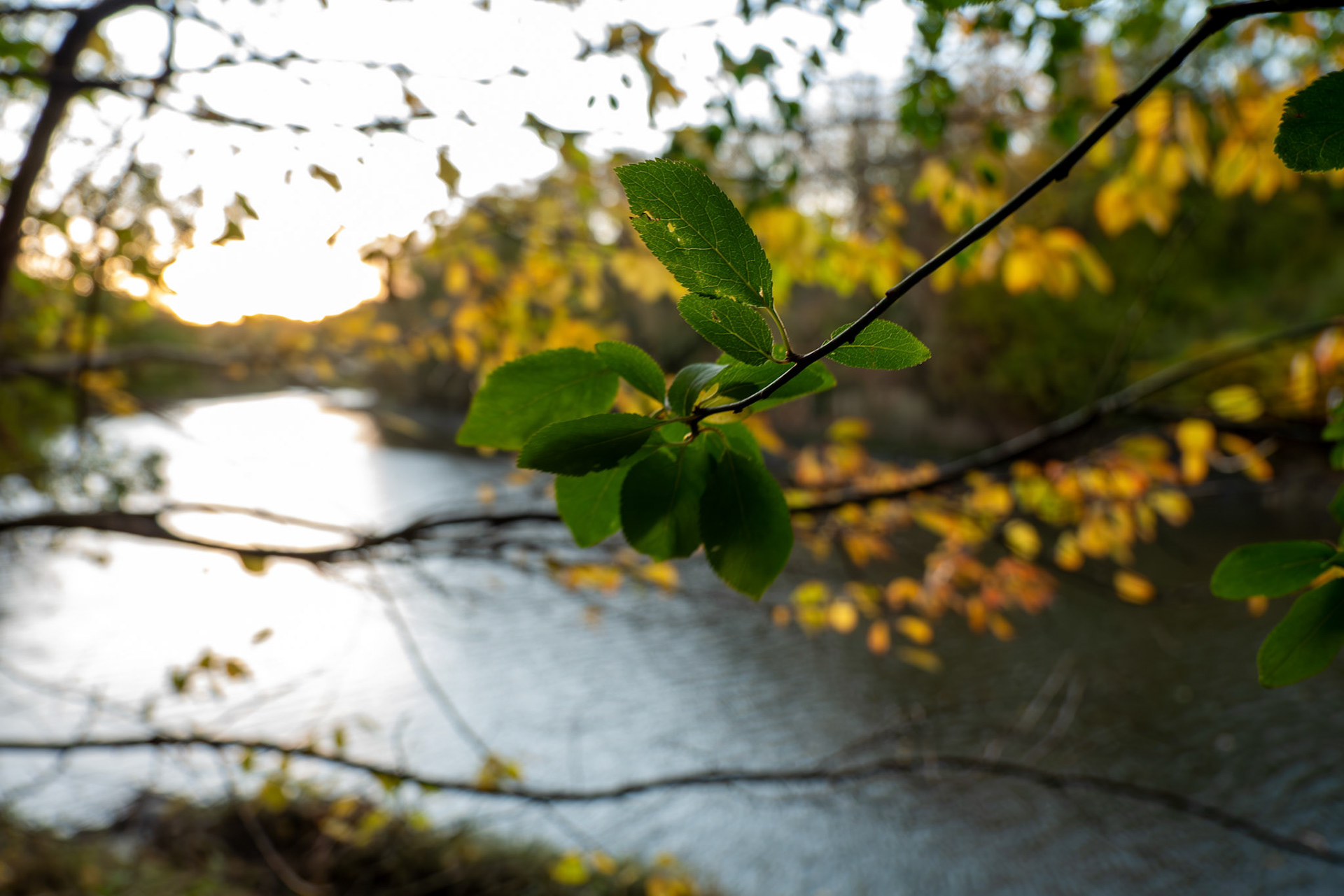 a plant next to the river wear 
