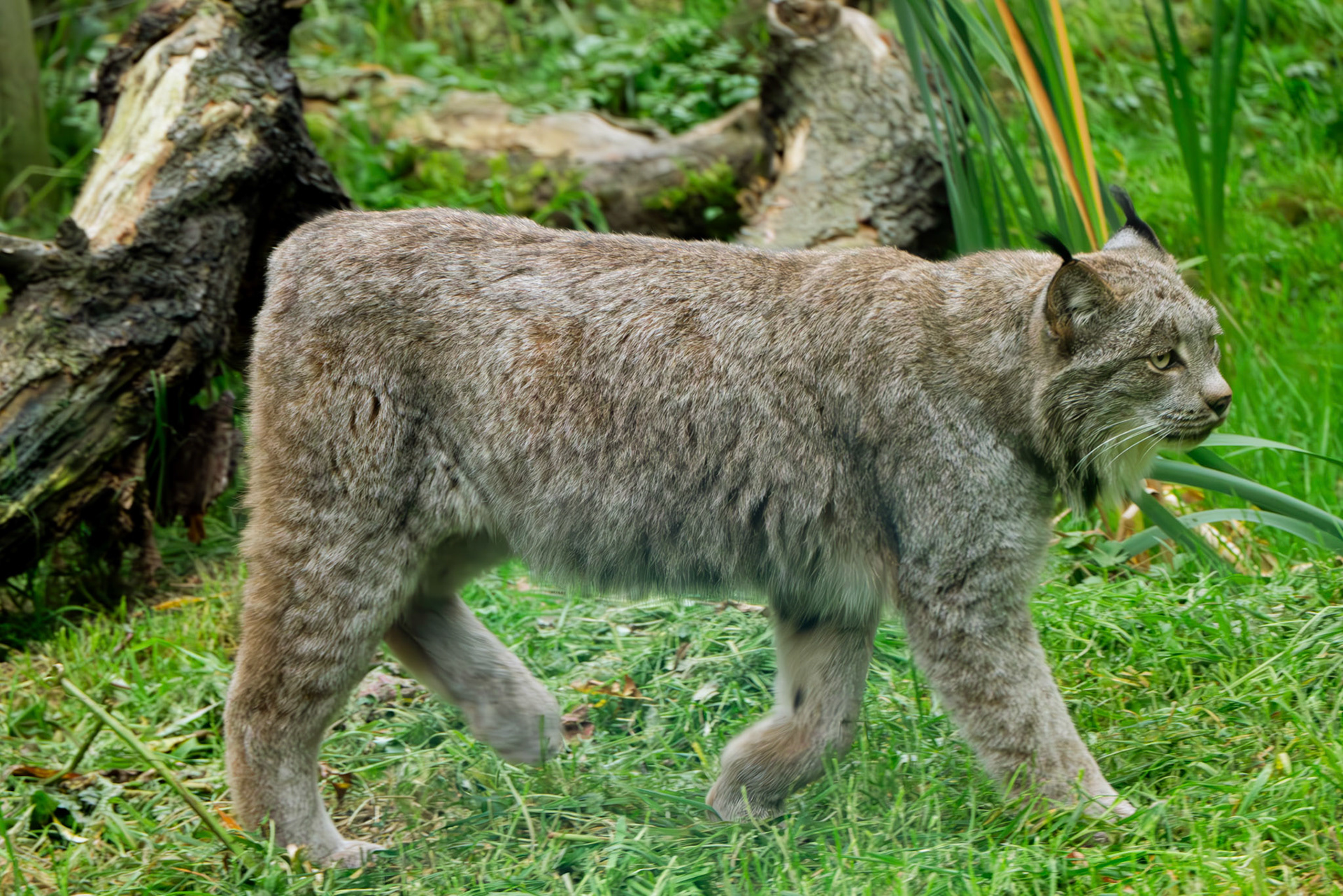 lynx at Northumberland zoo
