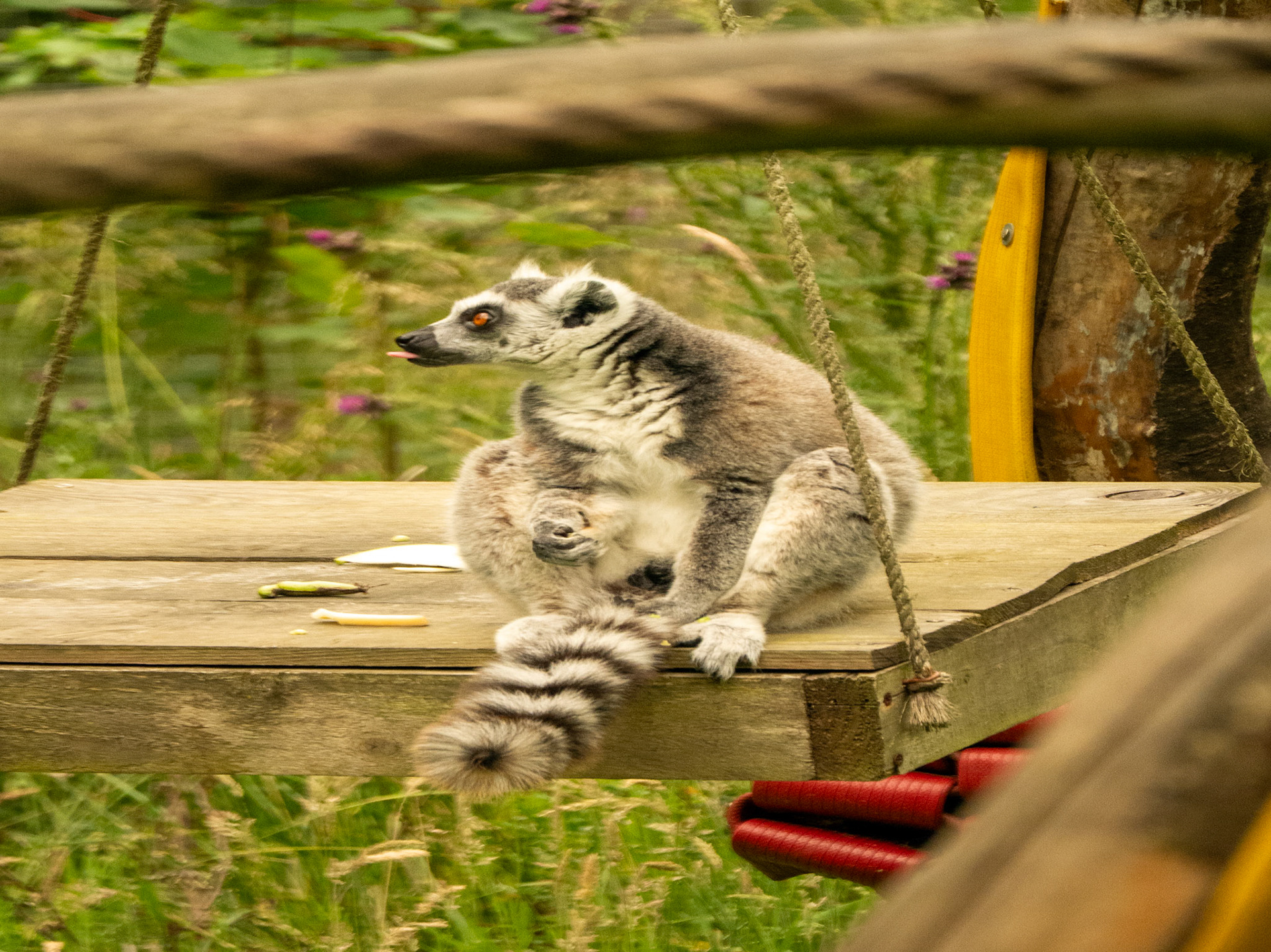 Northumberland zoo