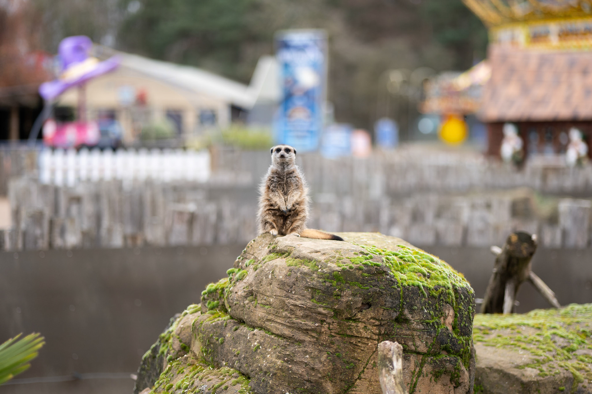 a meercat at Yorkshire wildlife park 