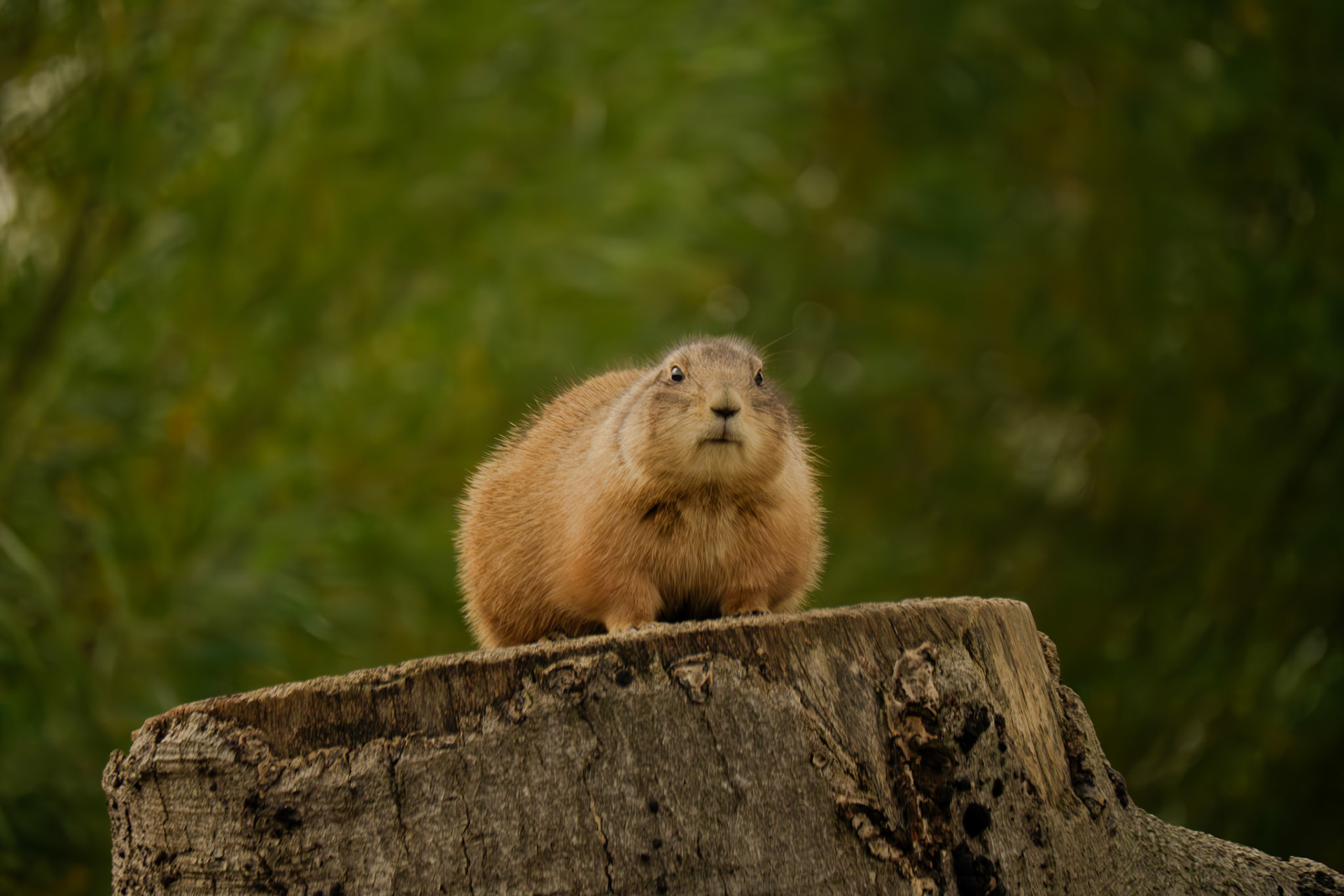 prairie dog at Northumberland zoo
