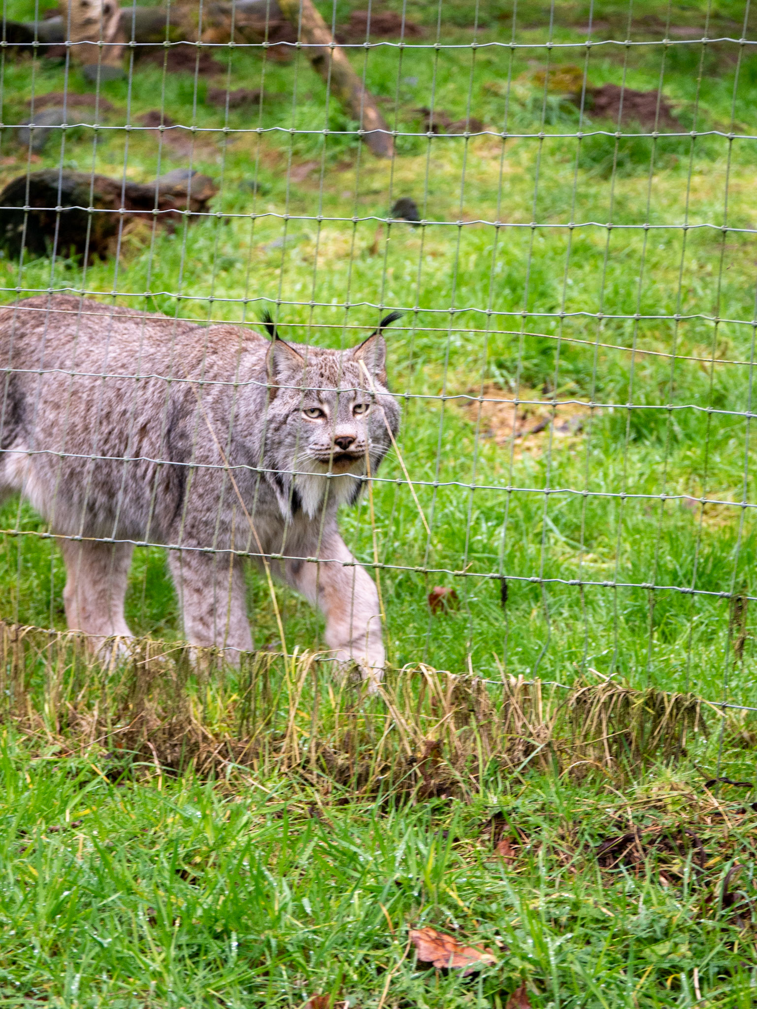 lynx at Northumberland zoo