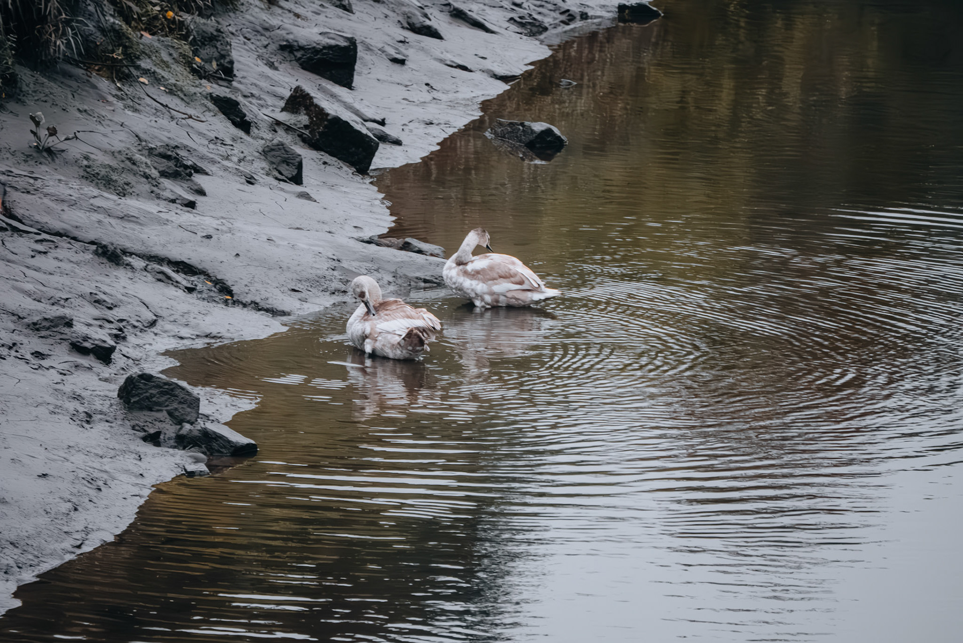 2 swans in the river wear