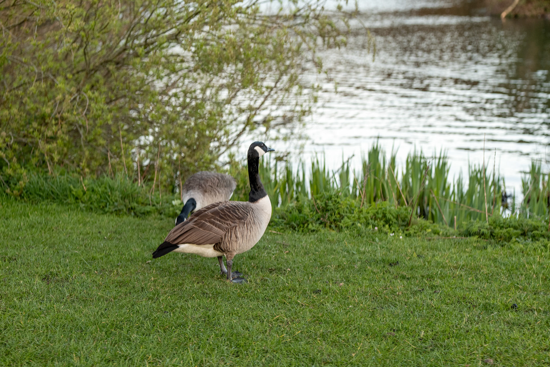 a geese 