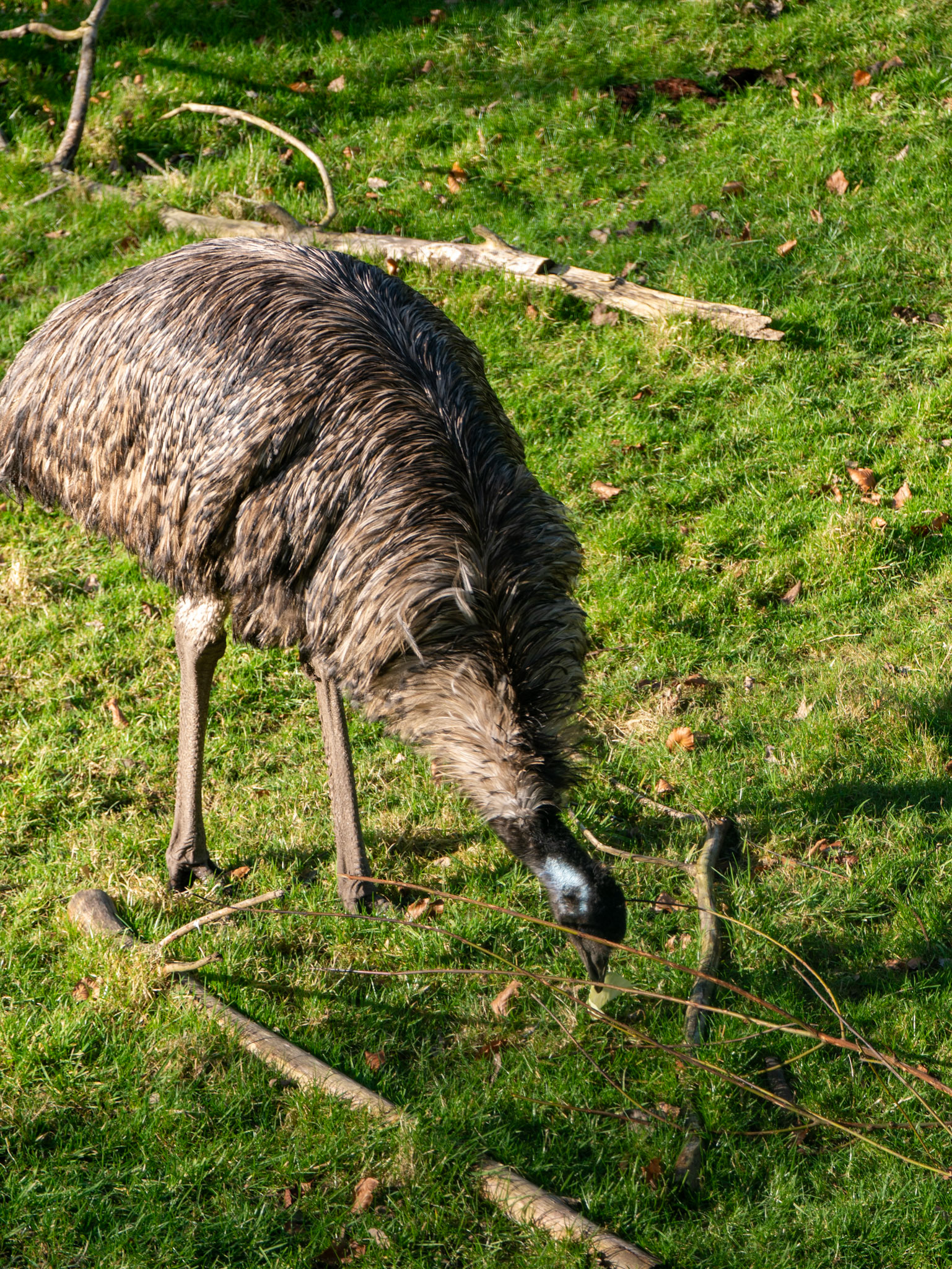 a emu 