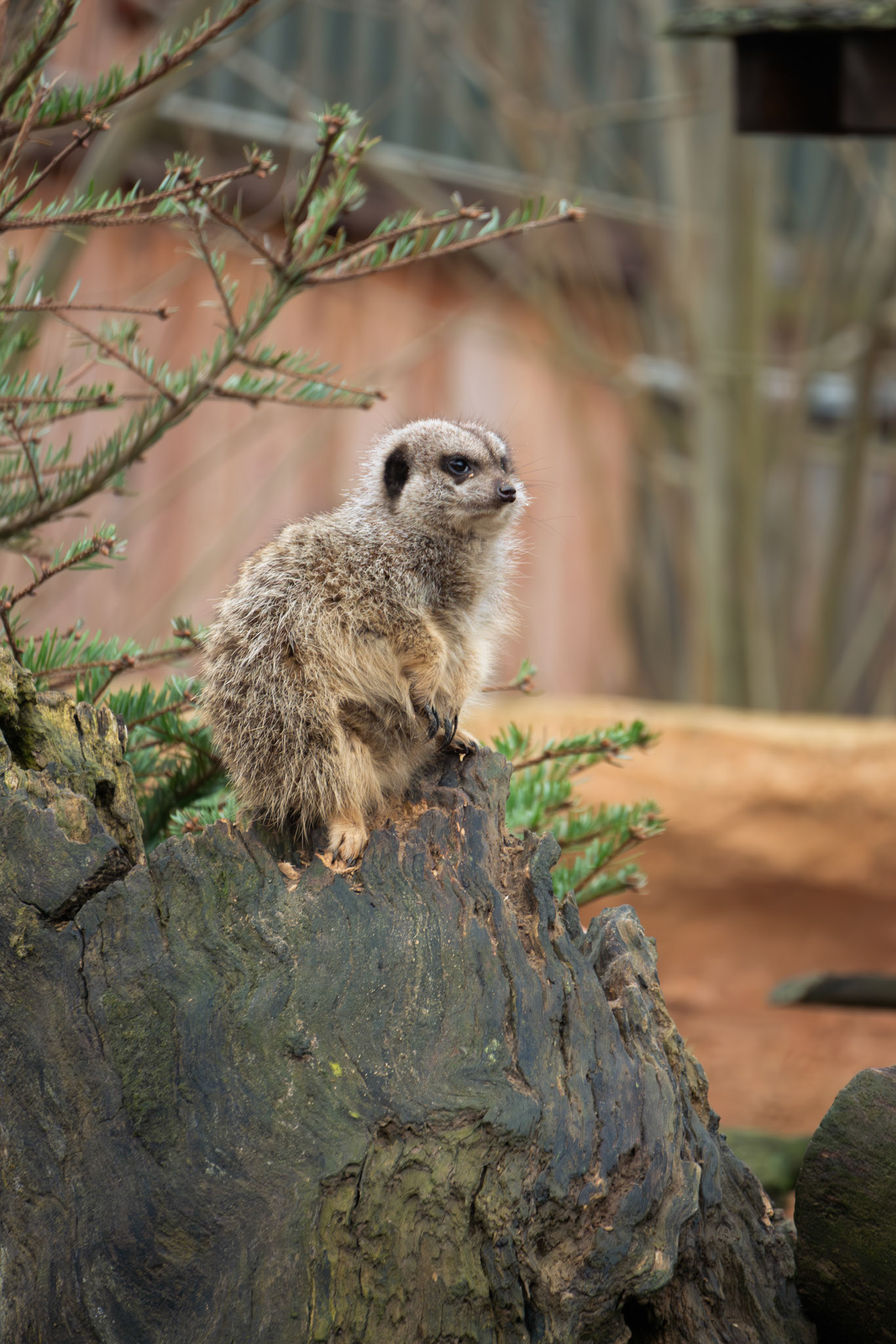 a meercat at Northumberland zoo