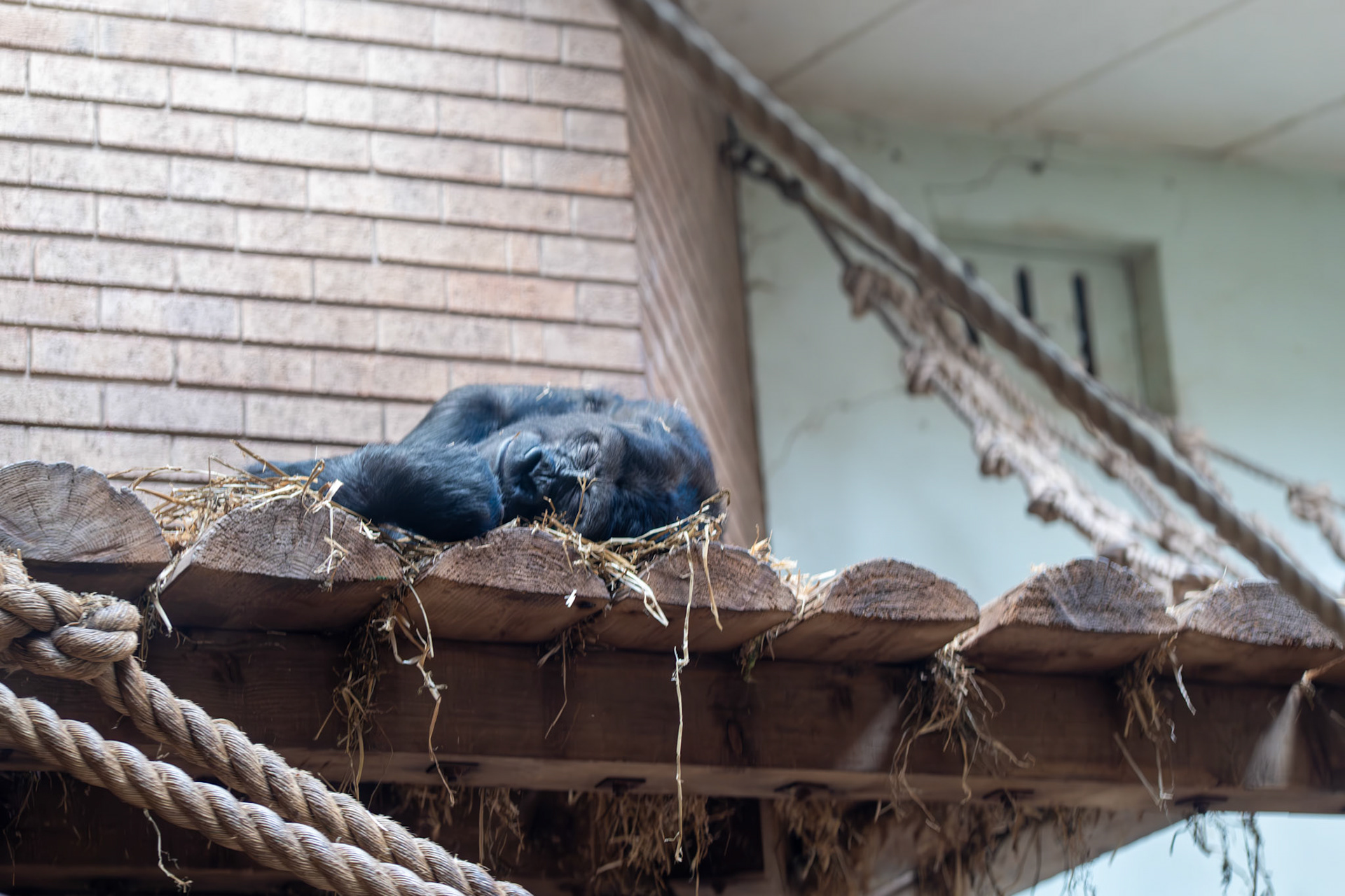 a gorilla at Blackpool zoo 