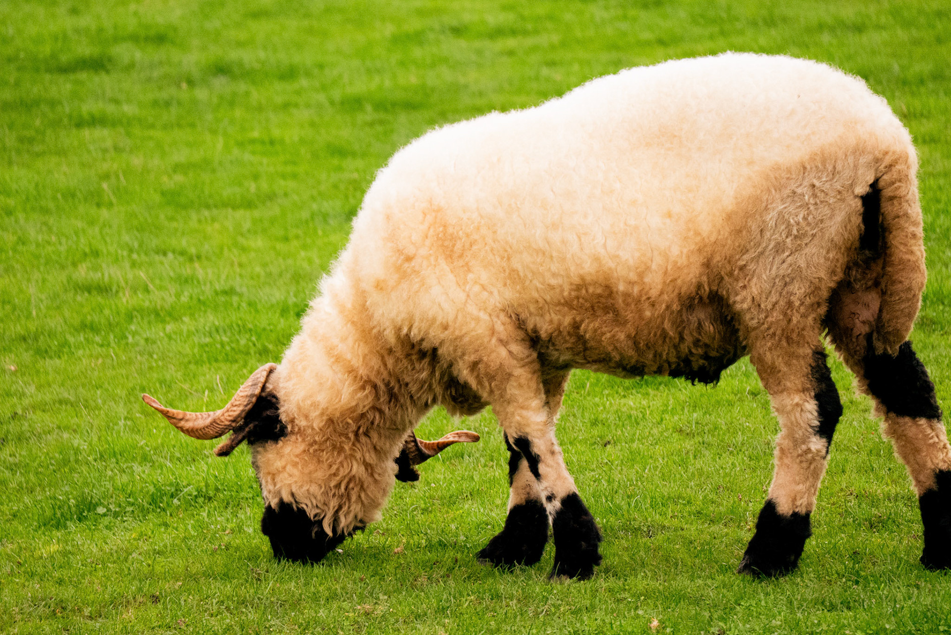 sheep at Northumberland zoo
