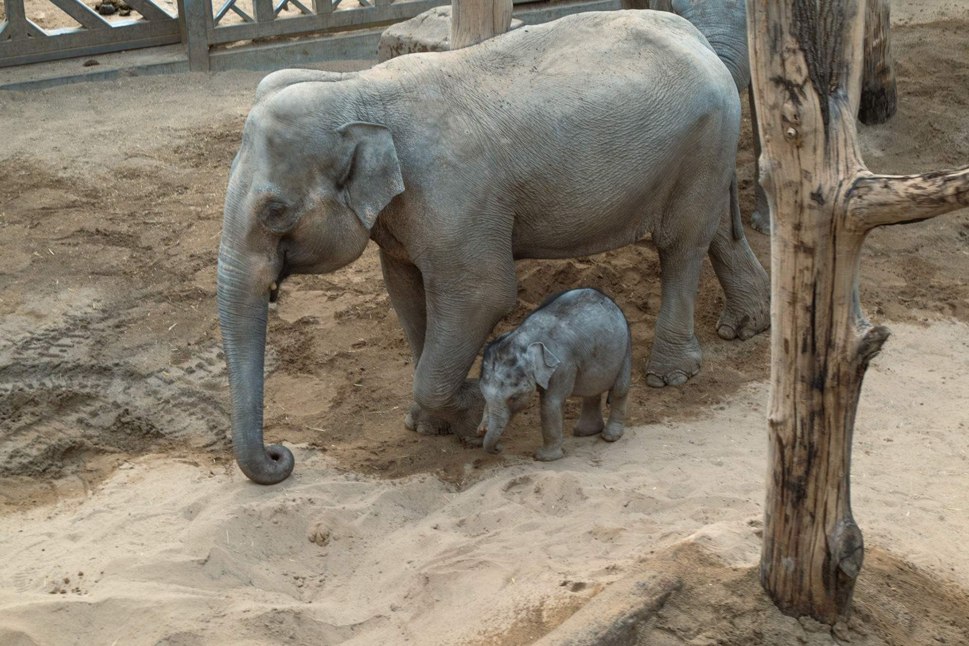 elephant at Blackpool zoo 
