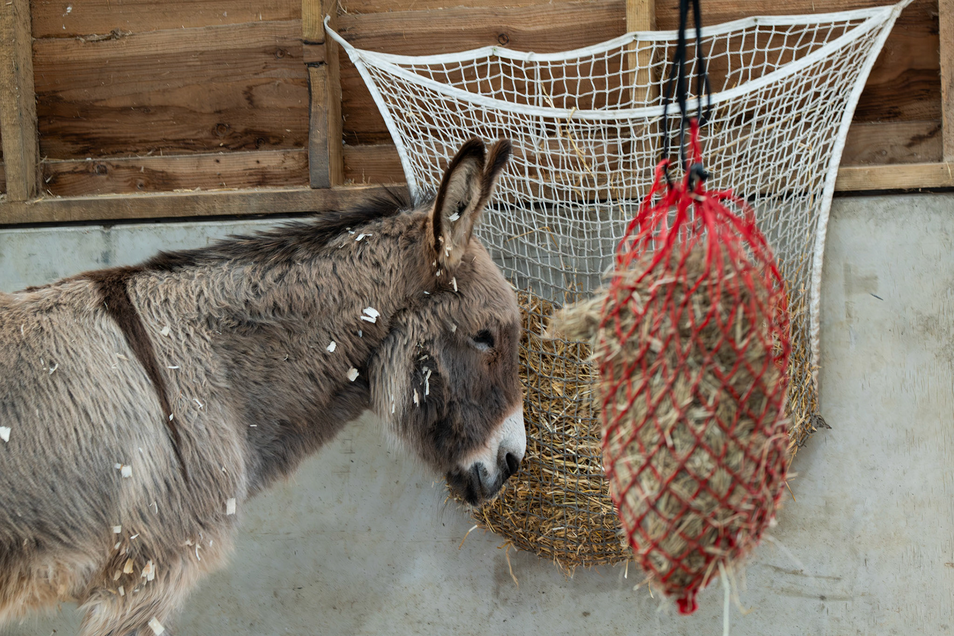 a donkey 