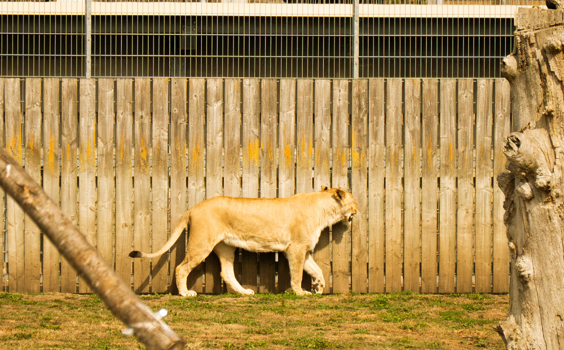 a lion  at Yorkshire wildlife park 