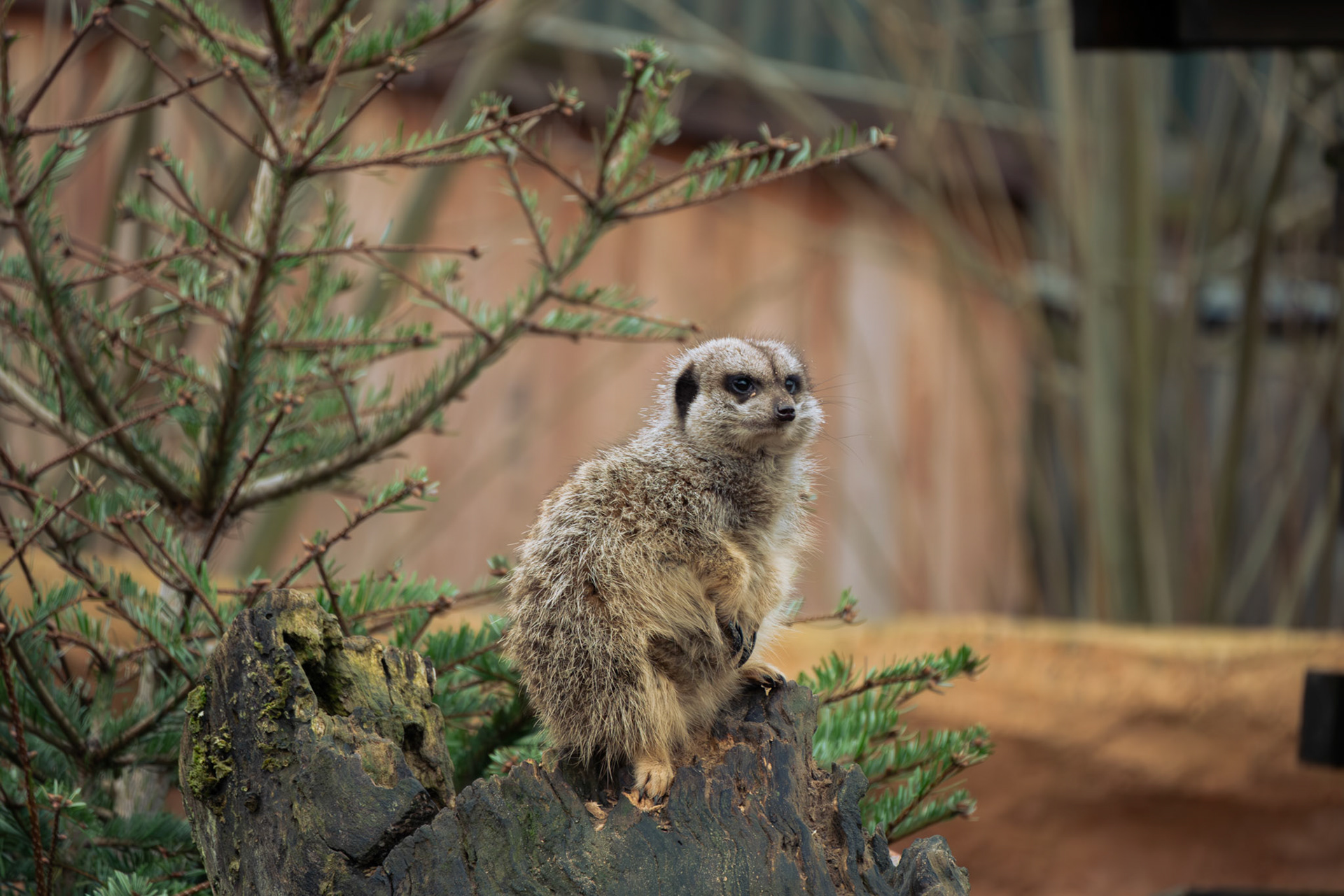 a meercat at Northumberland zoo