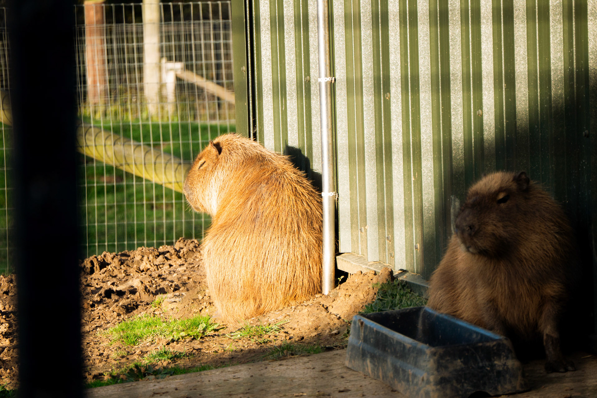 a capybara at Northumberland zoo