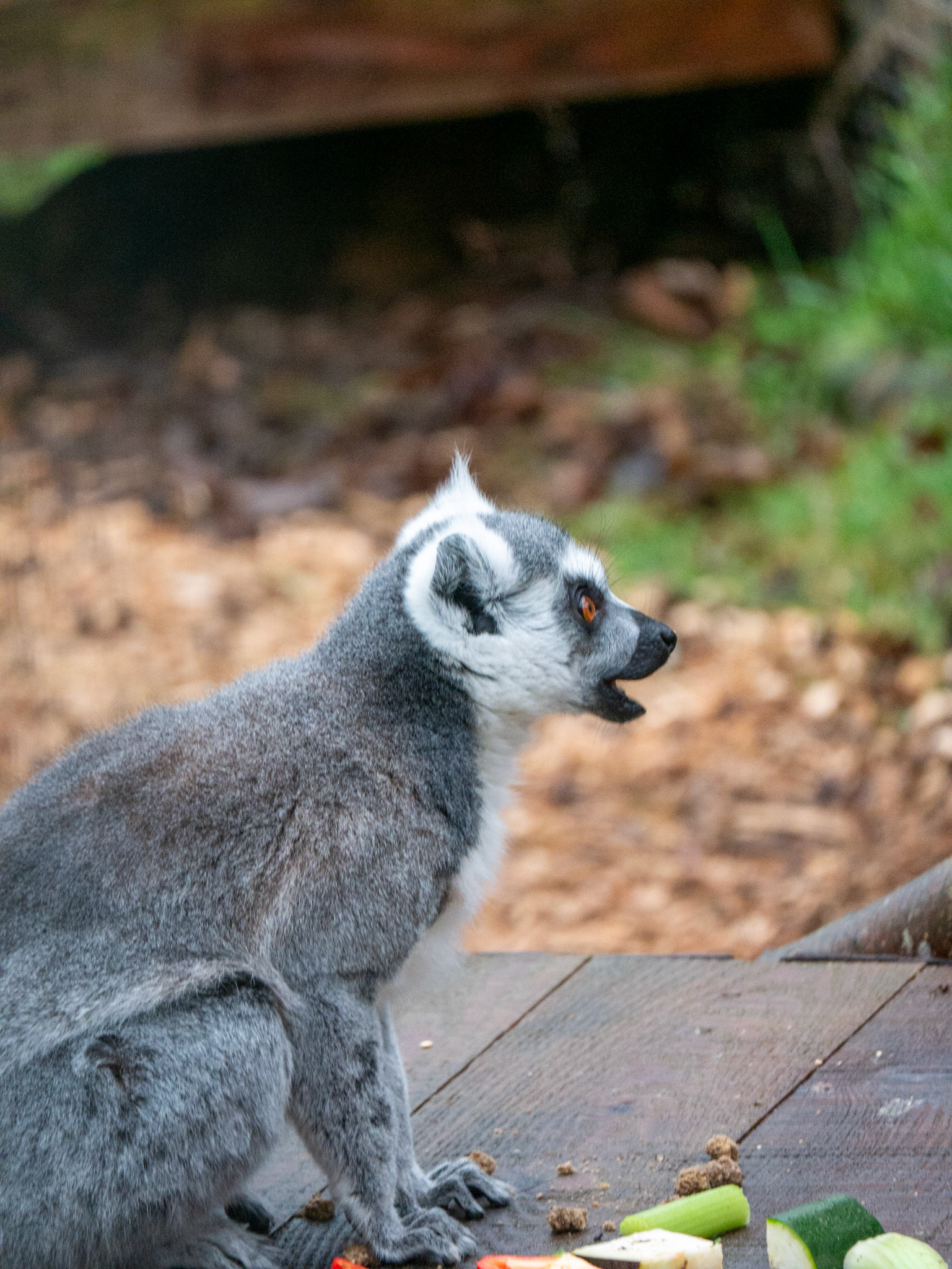 lemur at Northumberland zoo