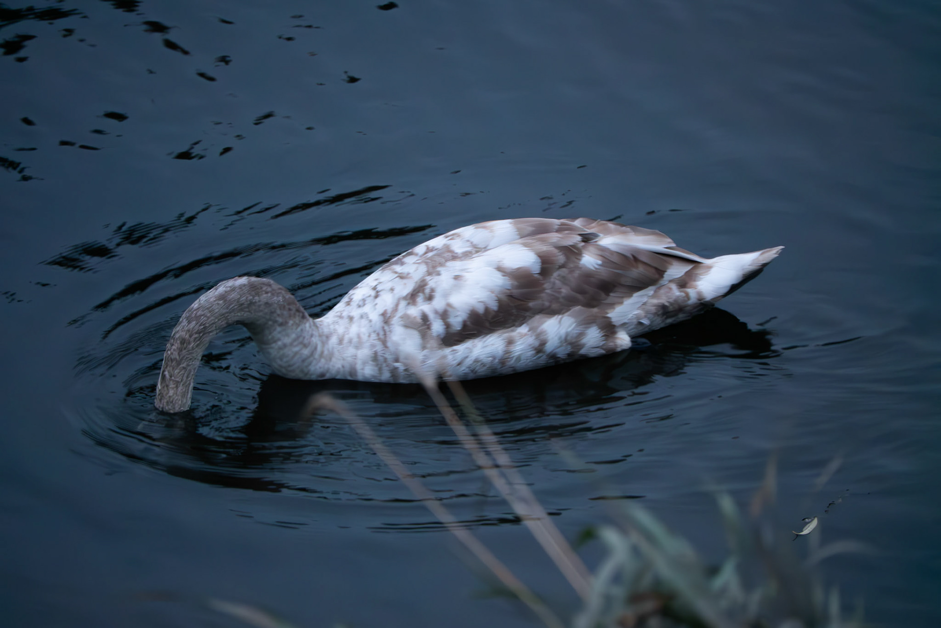 1 swan in the river wear 