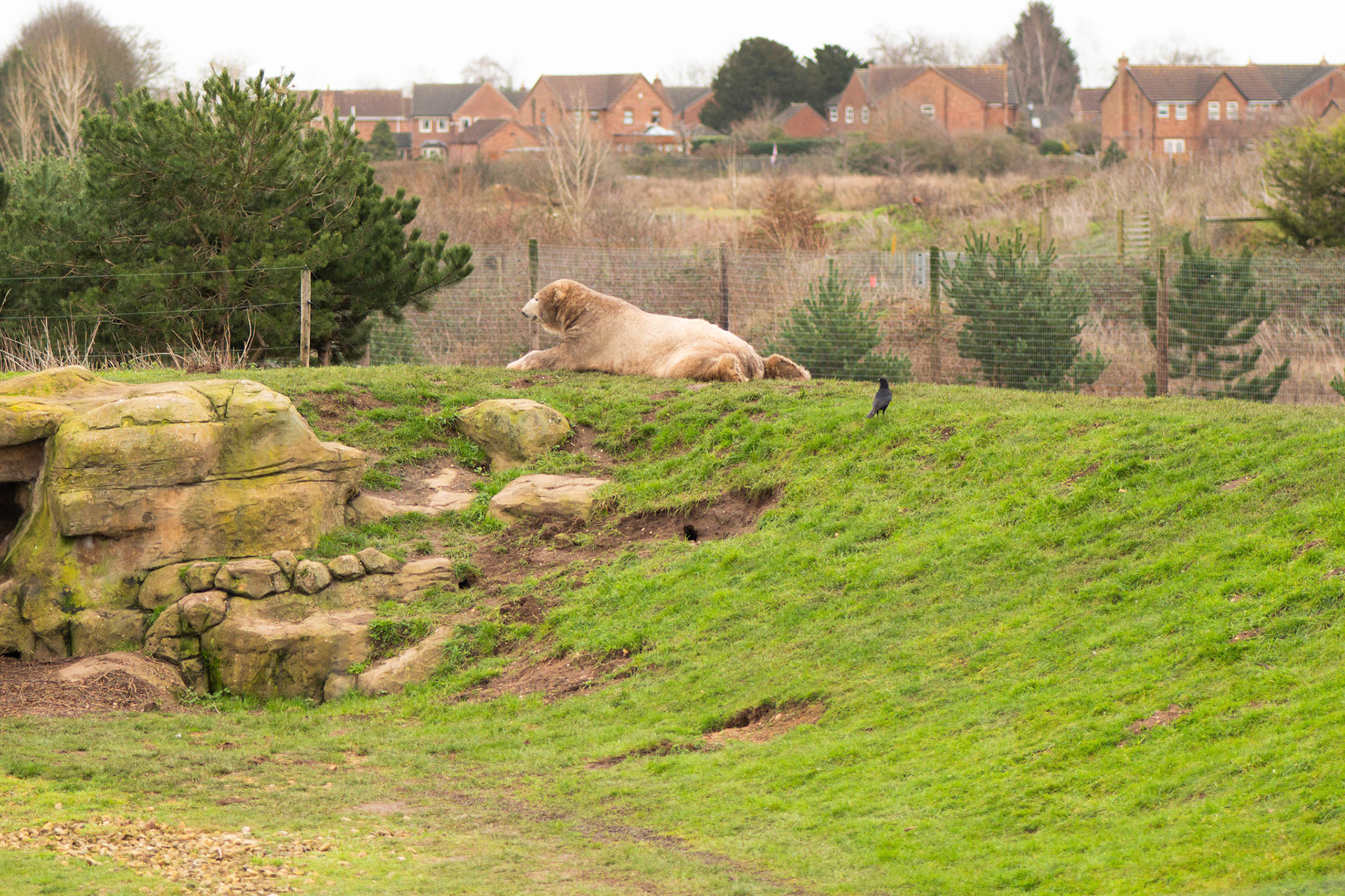 a polar bear at Yorkshire wildlife park 