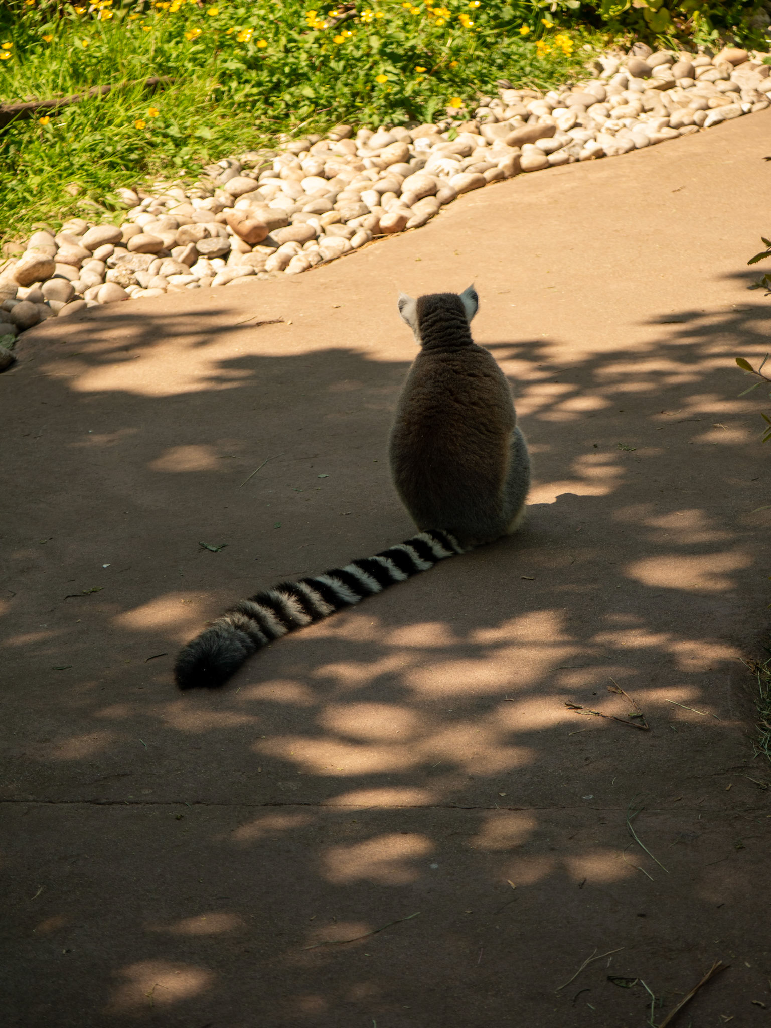 lemur at Chester zoo